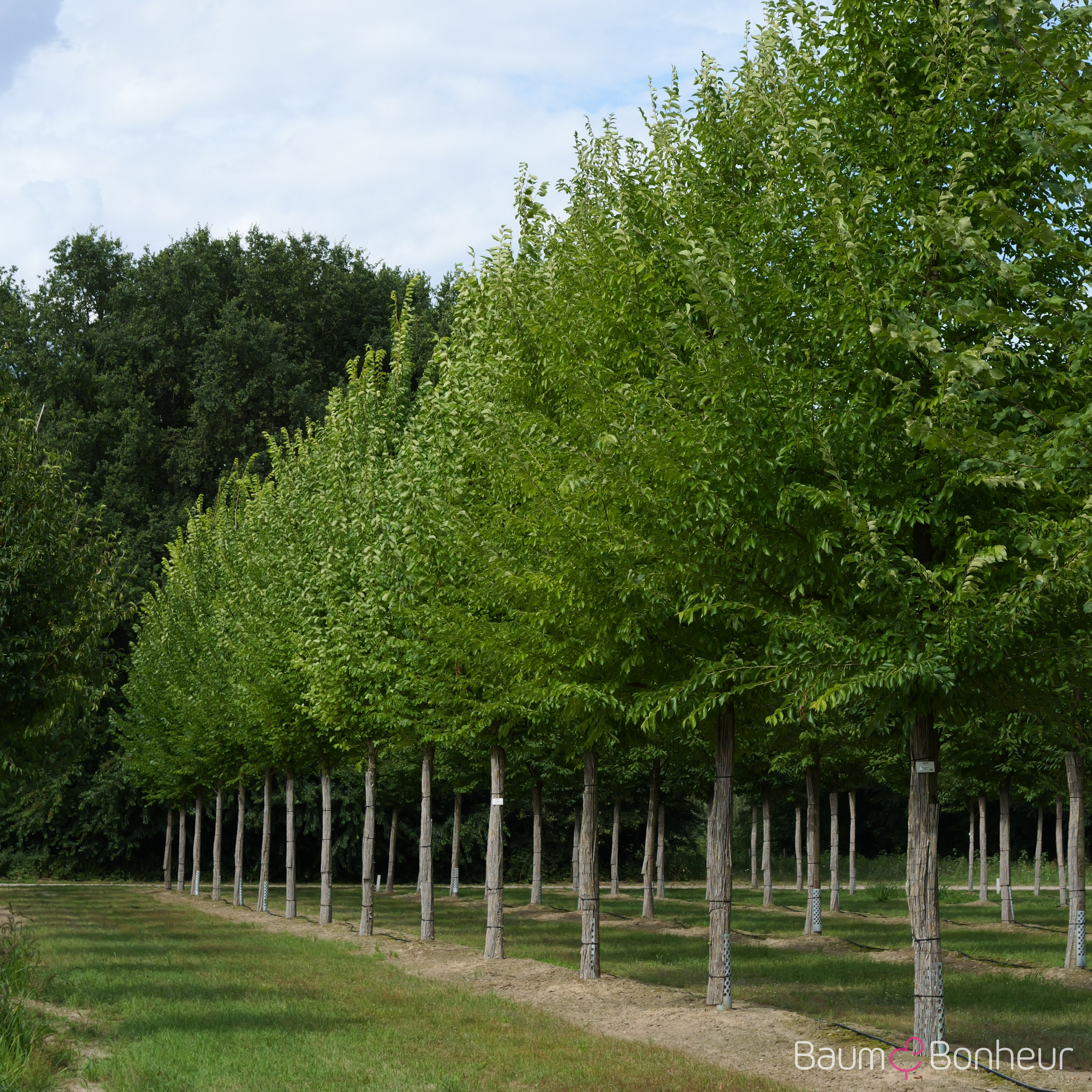 Ulmus 'Sapporo Autumn Gold' -S-