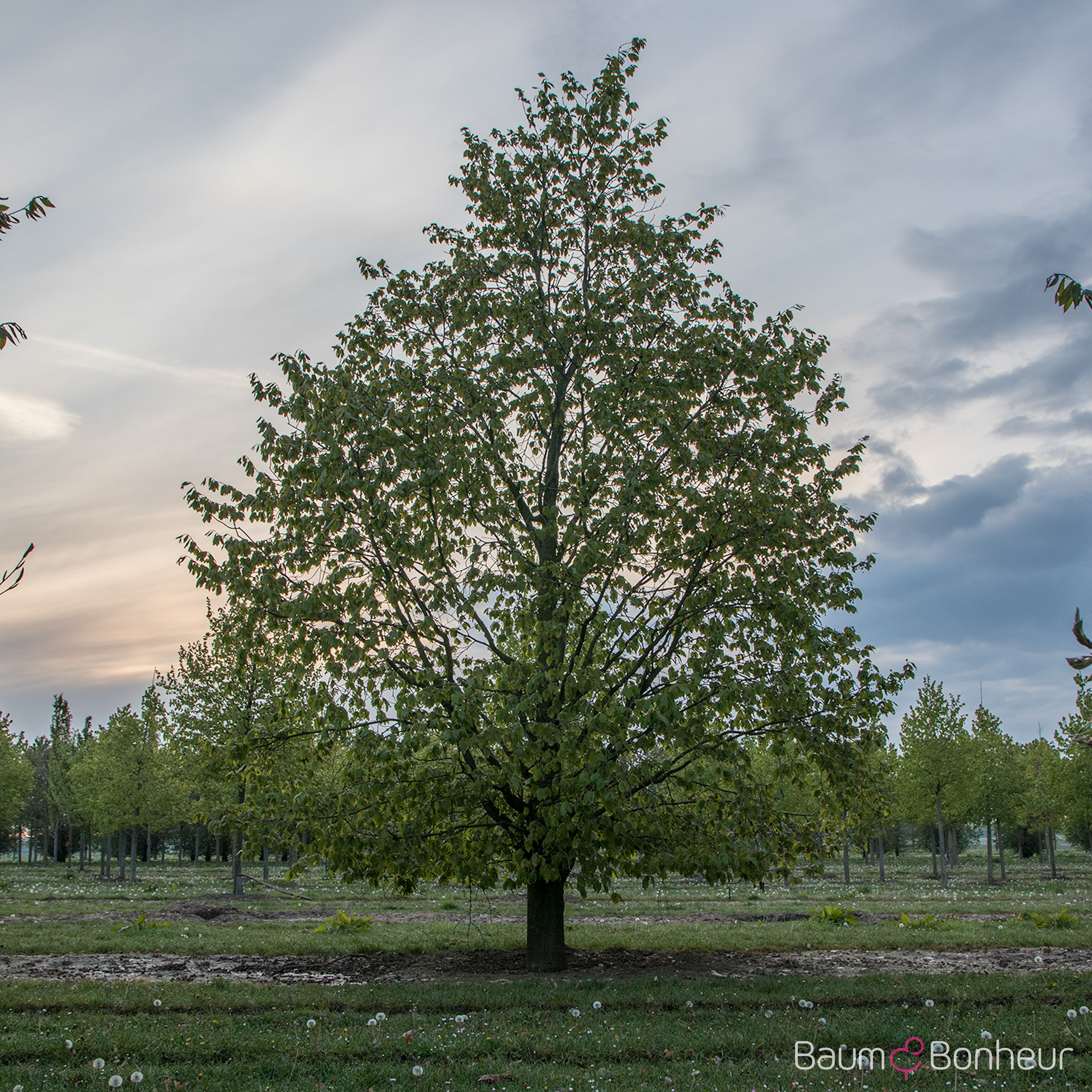 Fagus engleriana