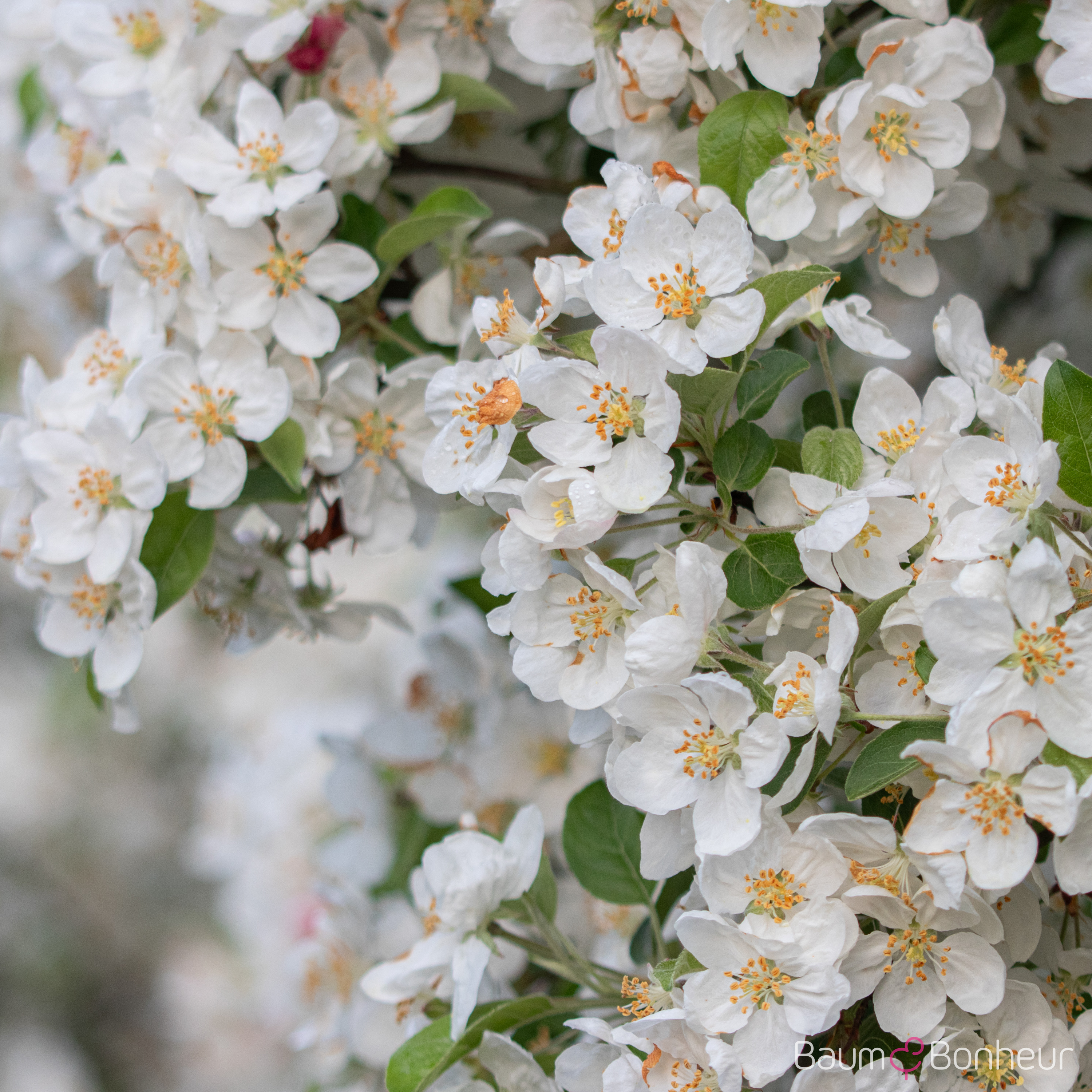 Malus 'Evereste'®