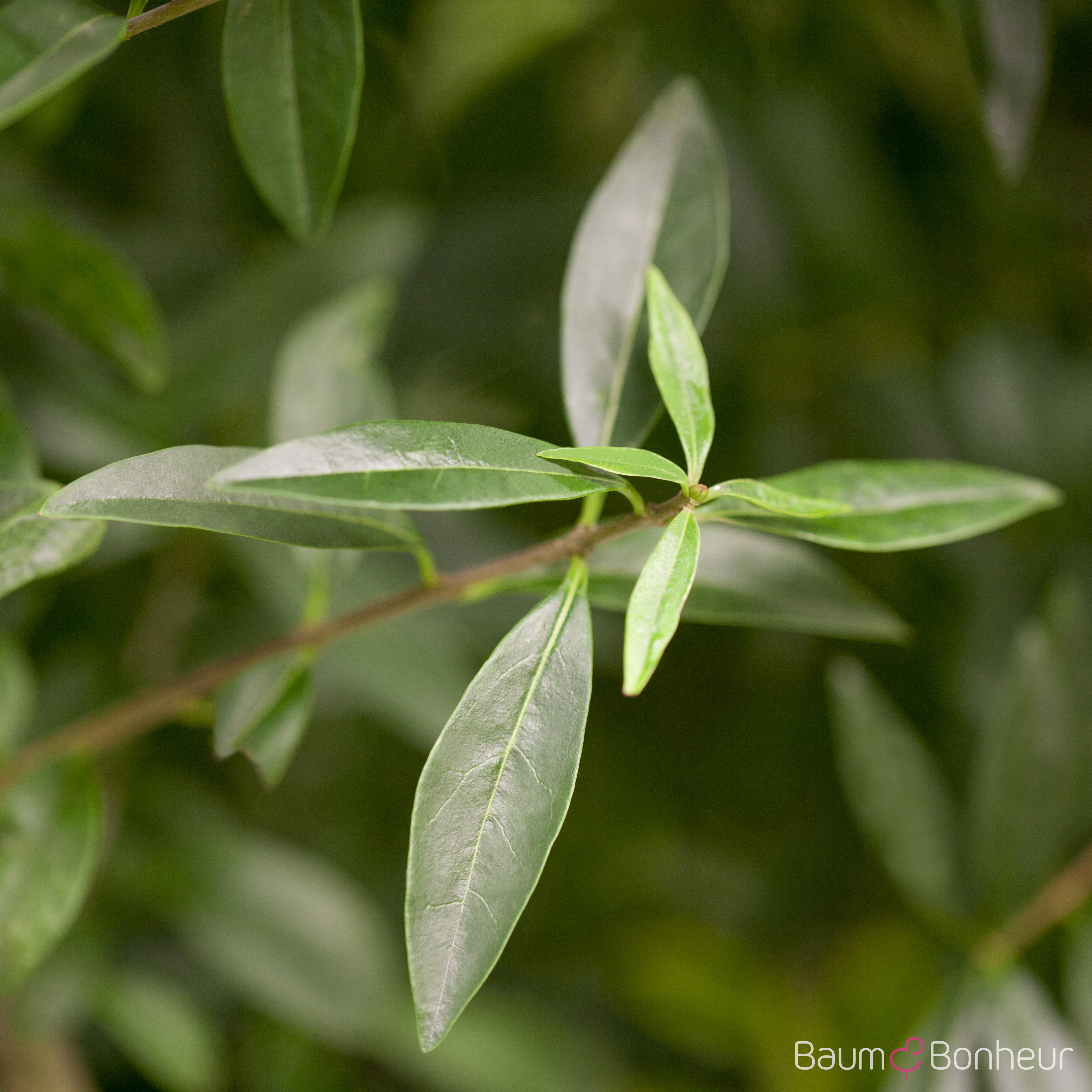 Ligustrum vulgare