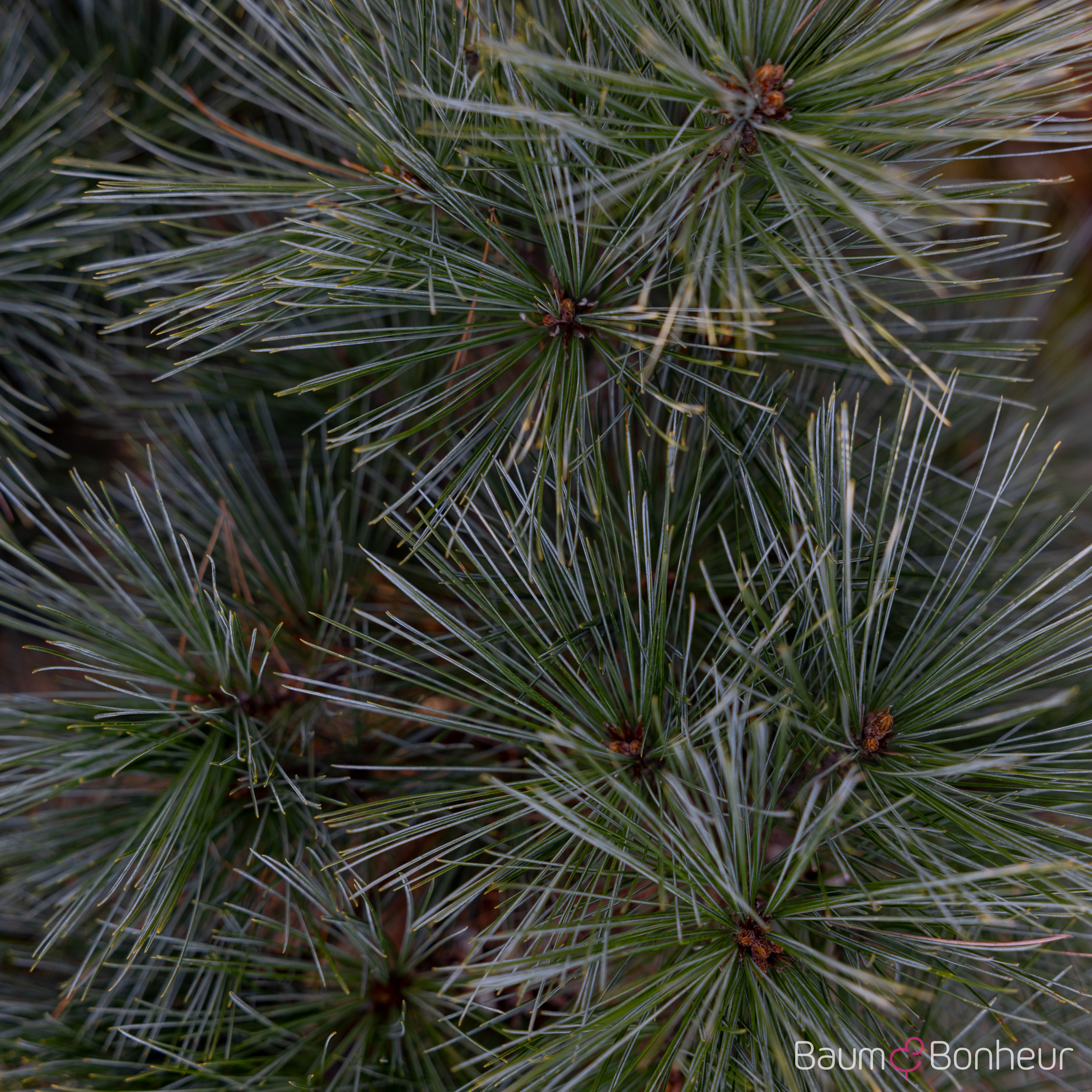 Pinus strobus 'Macopin'