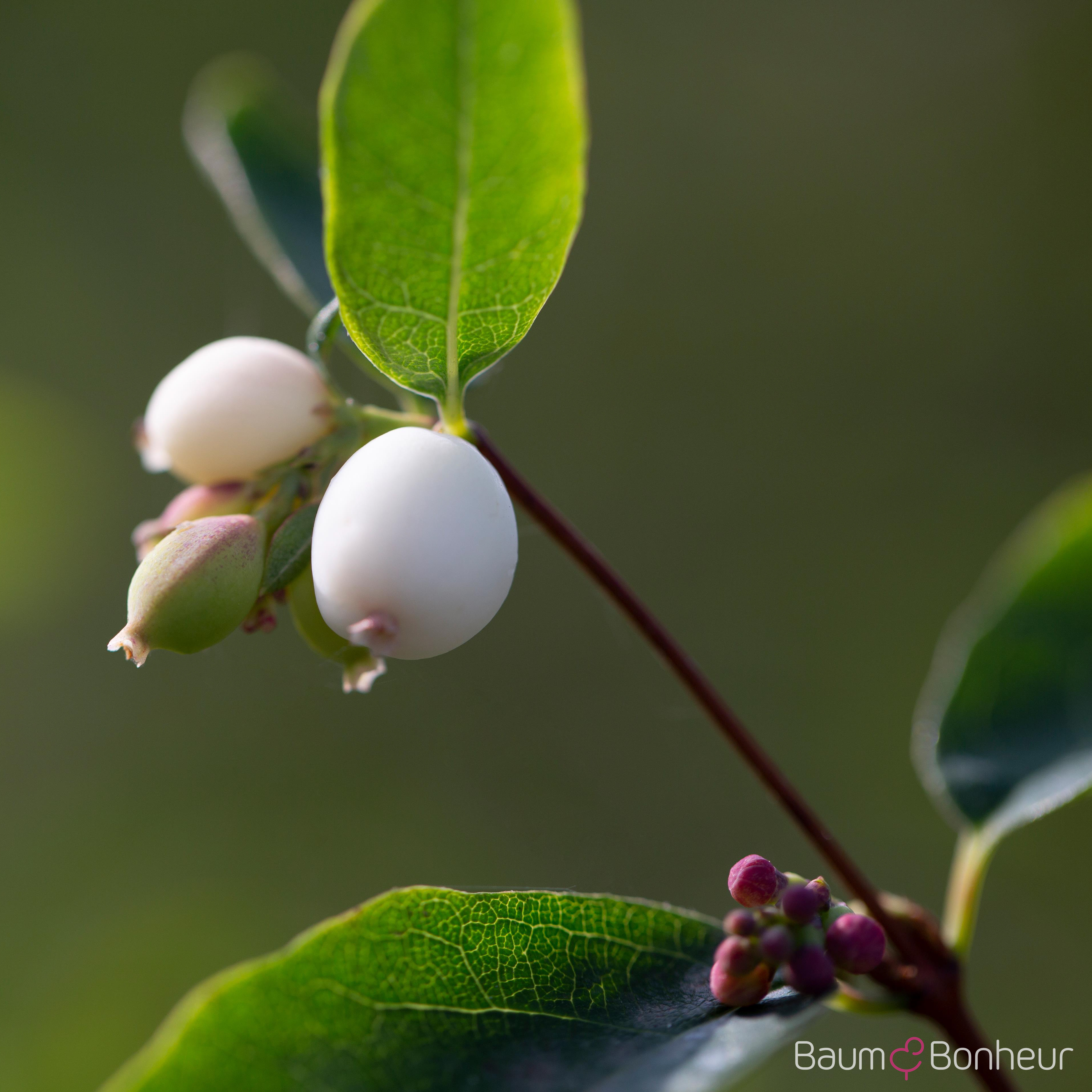 Symphoricarpos albus var. laevigatus