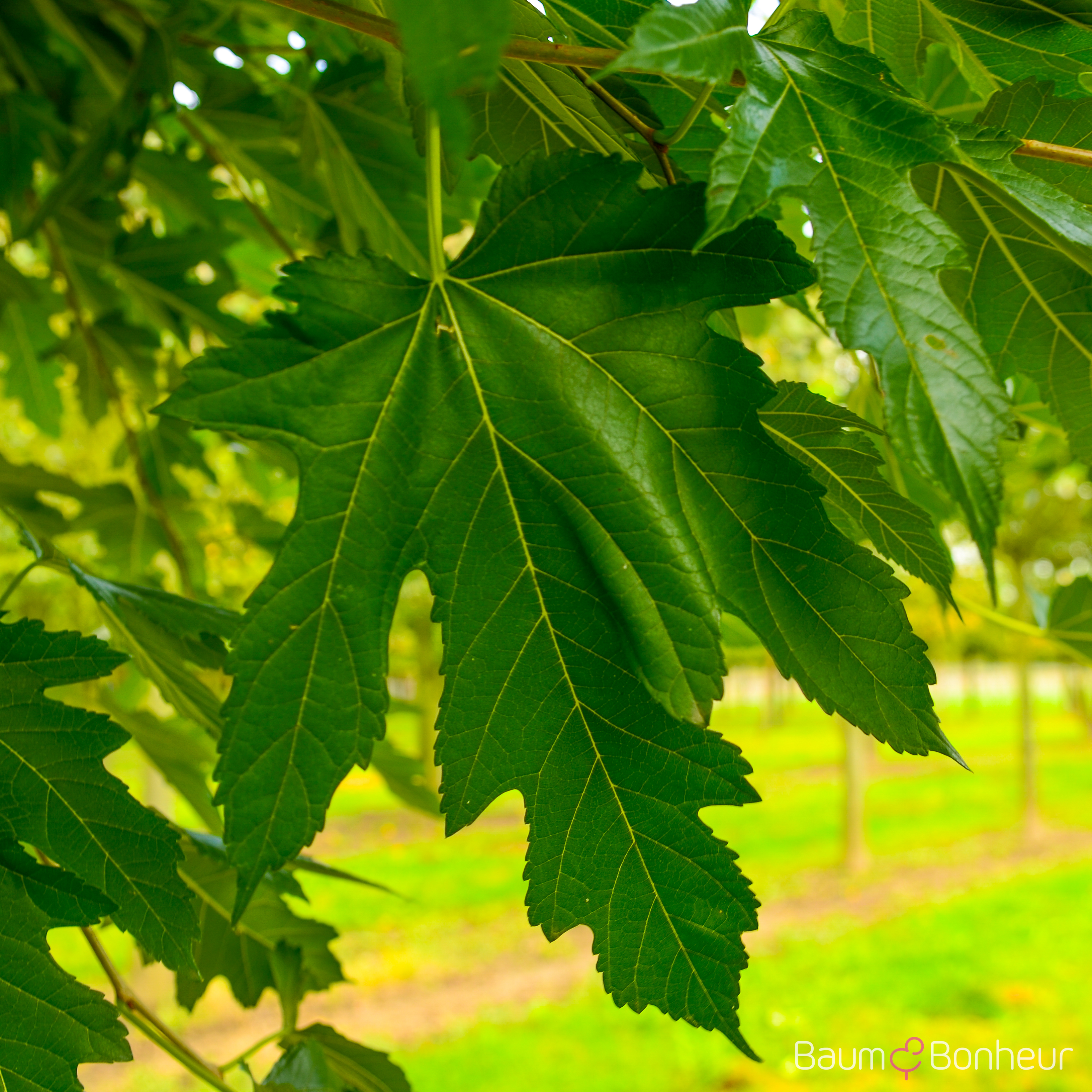 Morus alba 'Macrophylla'