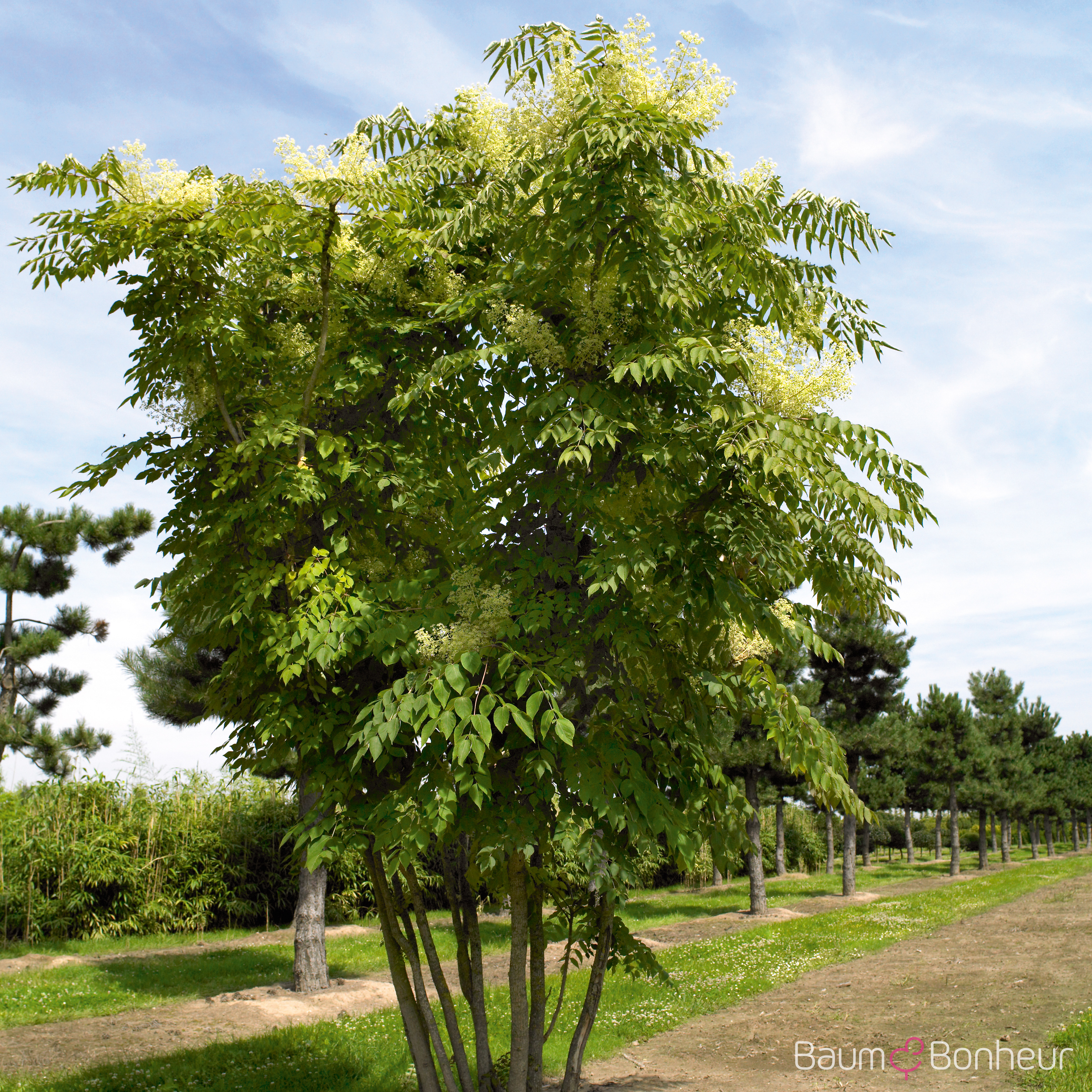 Aralia elata