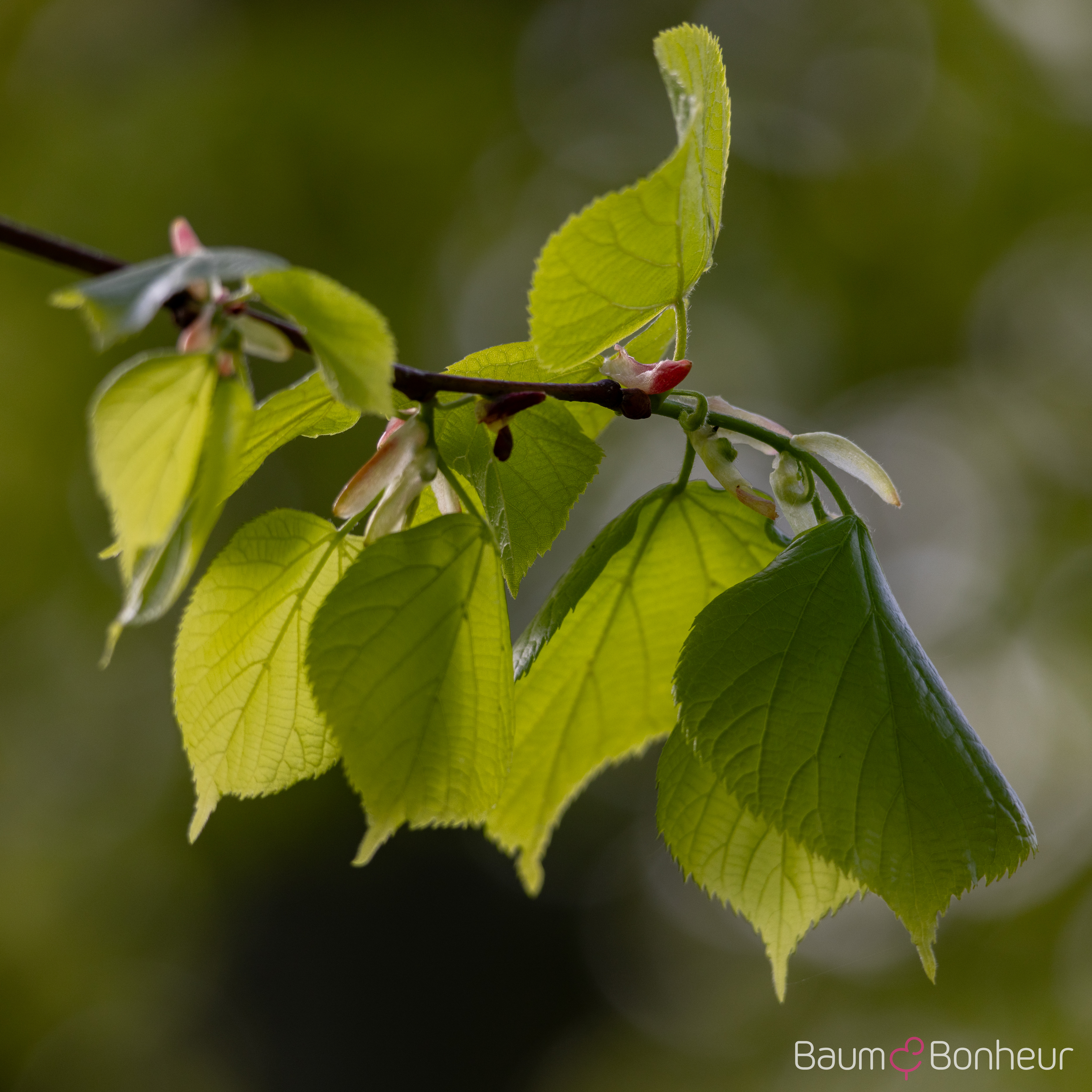 Tilia europaea 'Pallida Typ Lappen'