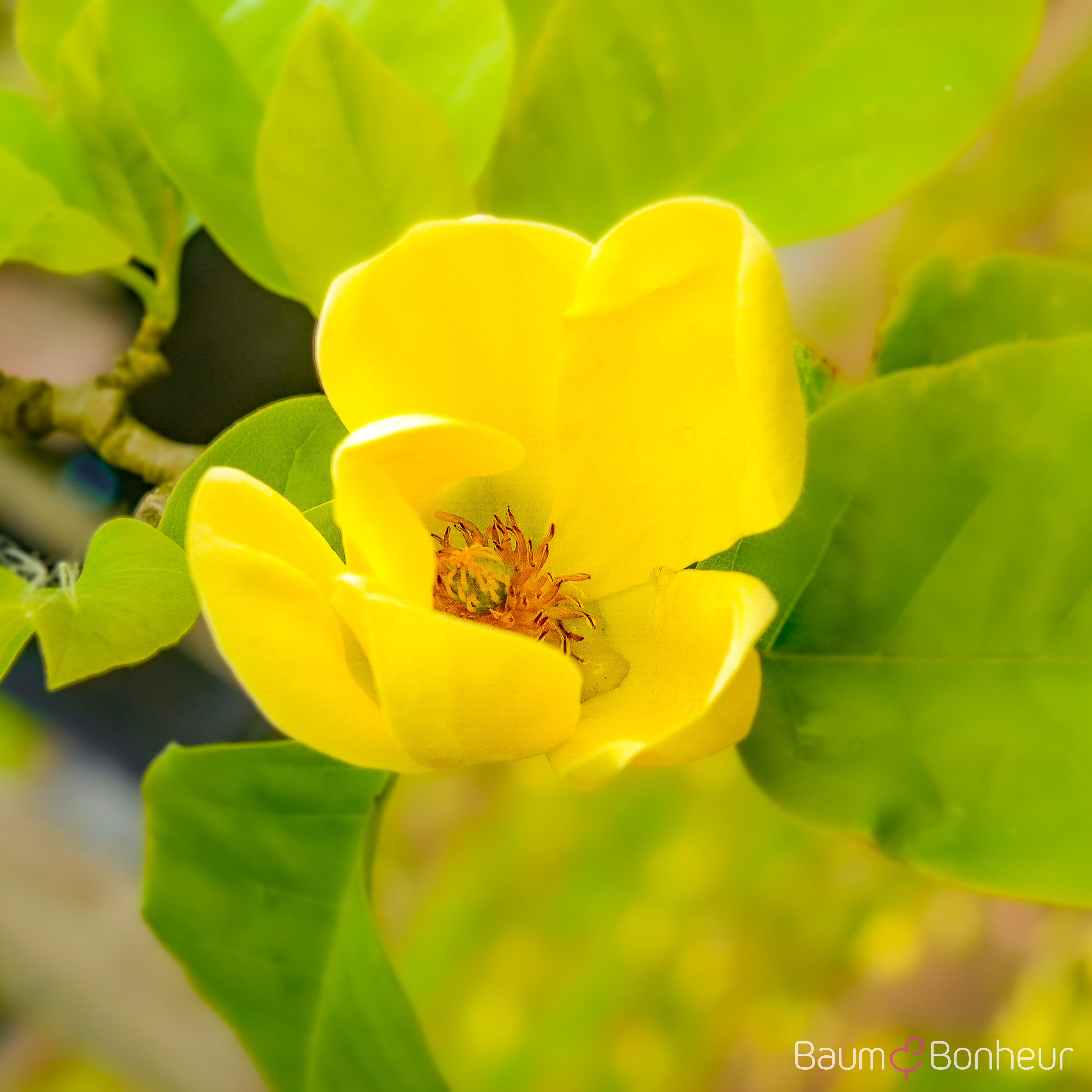 Magnolia brooklynensis 'Yellow Bird'