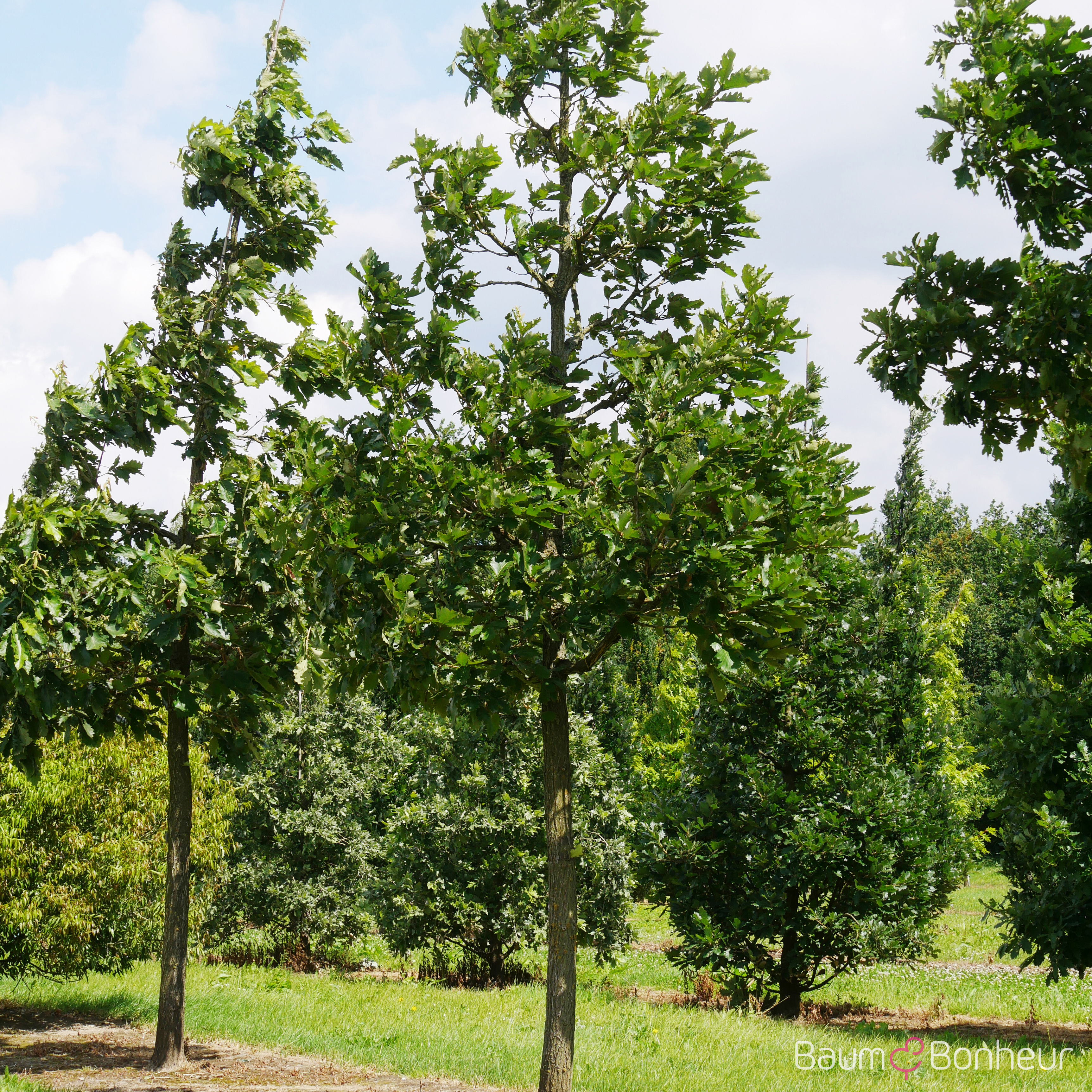 Quercus dentata 'Carl Ferris Miller'
