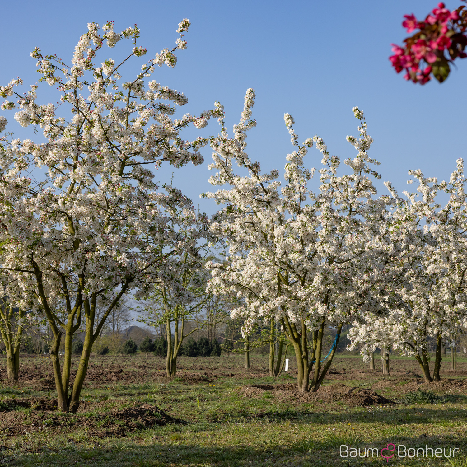 Malus 'Evereste'®