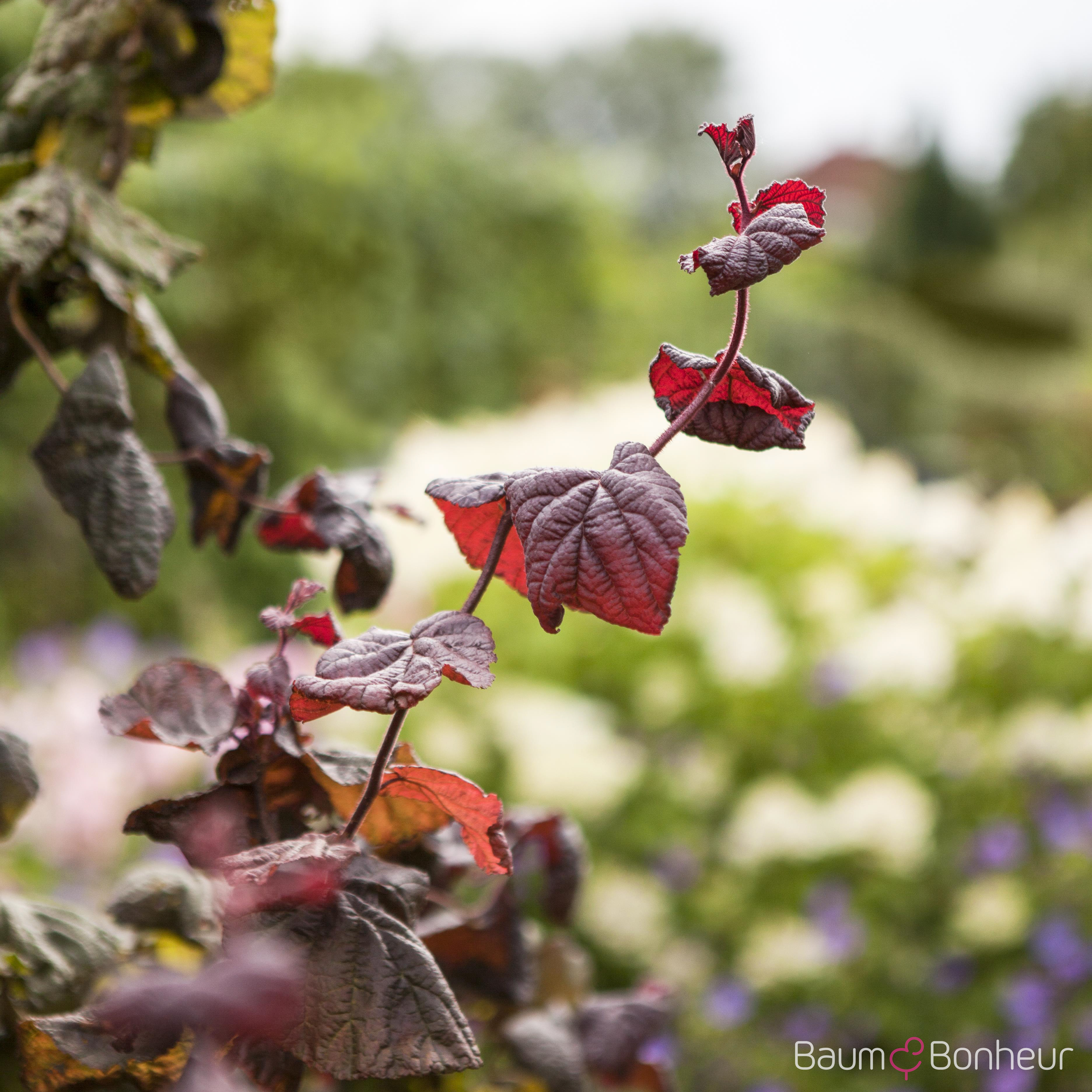 Corylus maxima 'Red Majestic' -S-