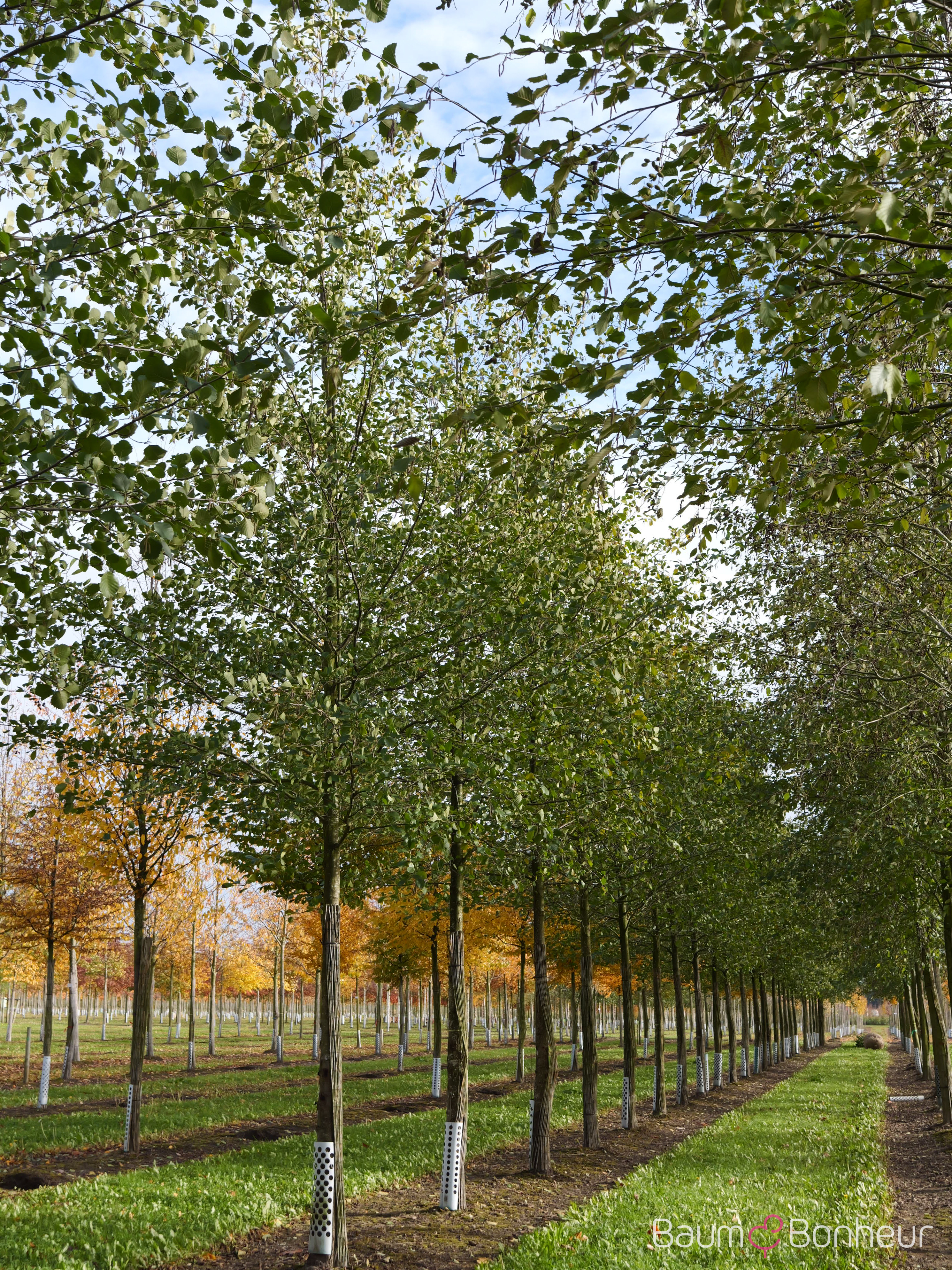 Alnus glutinosa
