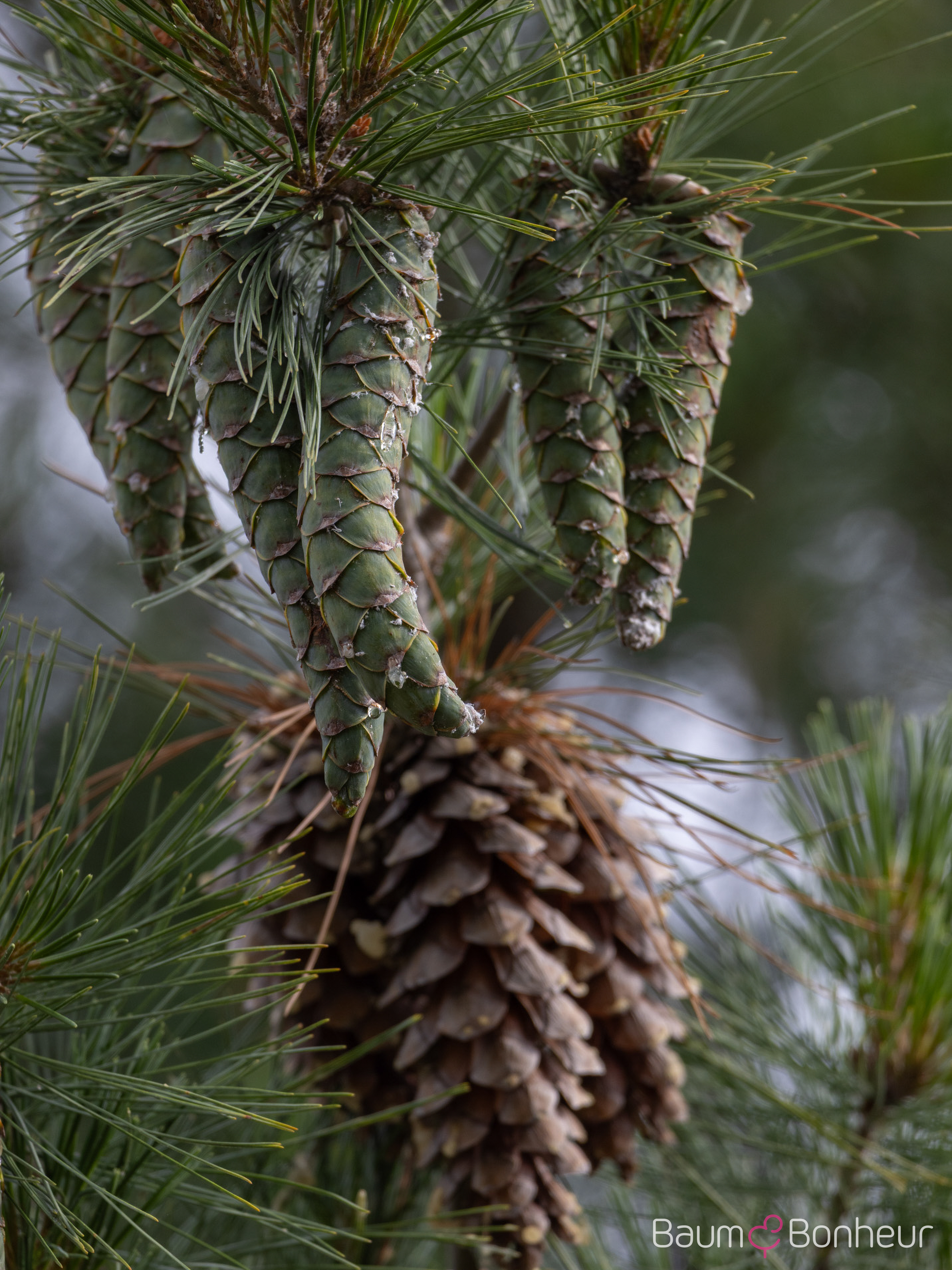 Pinus wallichiana 'Densa Hill'