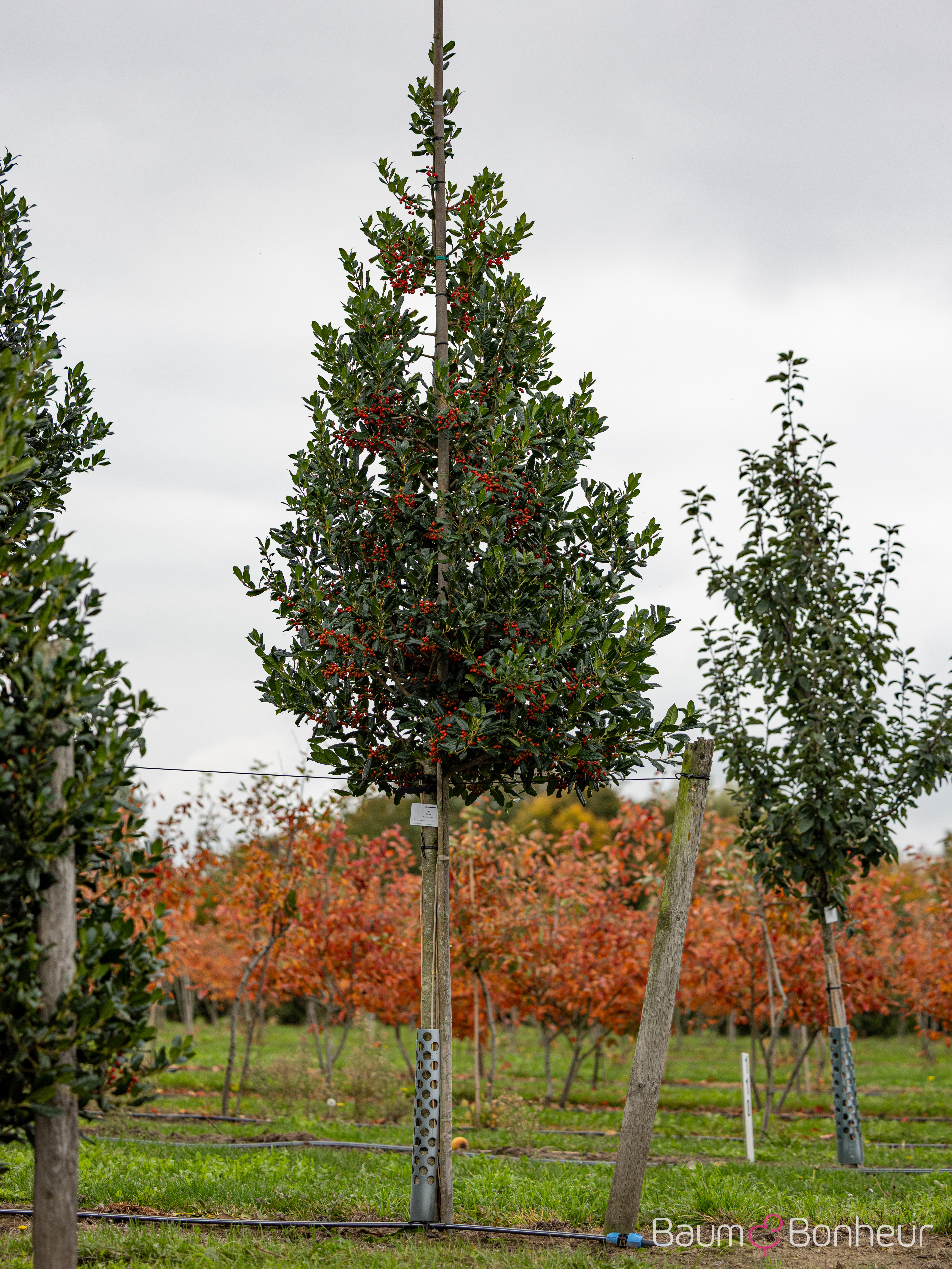 Ilex 'Nellie R. Stevens'