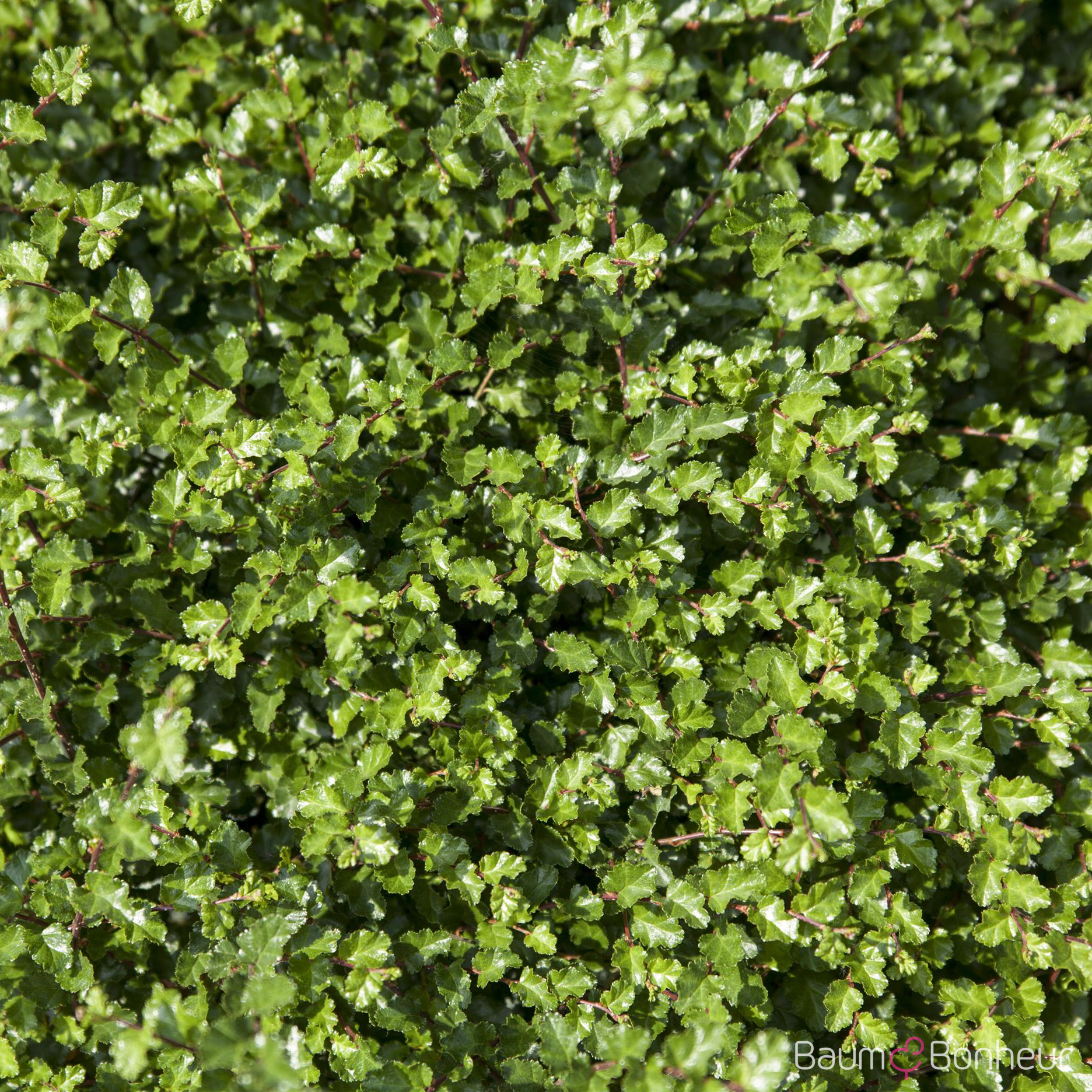 Nothofagus antarctica
