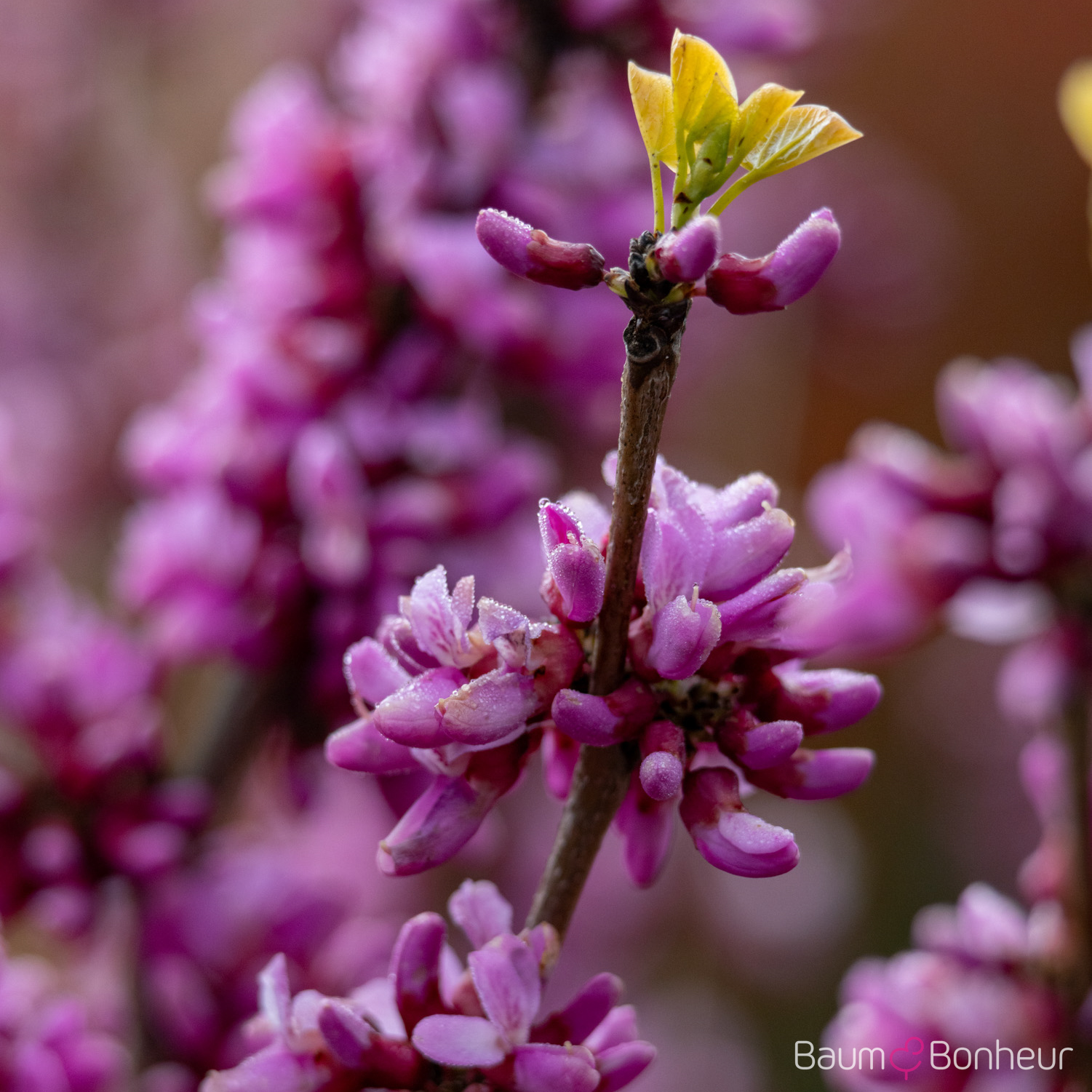 Cercis chinensis 'Avondale'