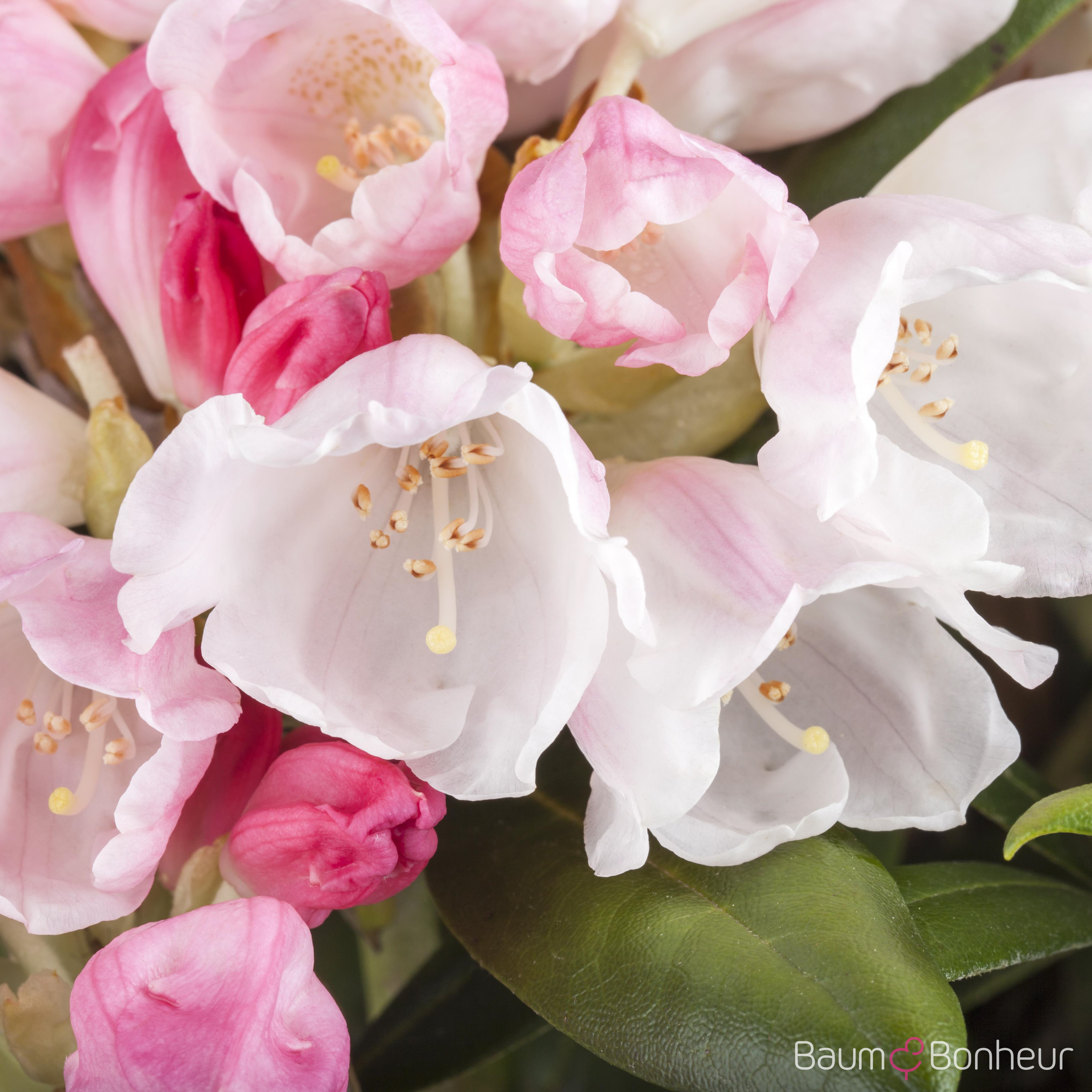 Rhododendron yakushimanum 'Koichiro Wada'