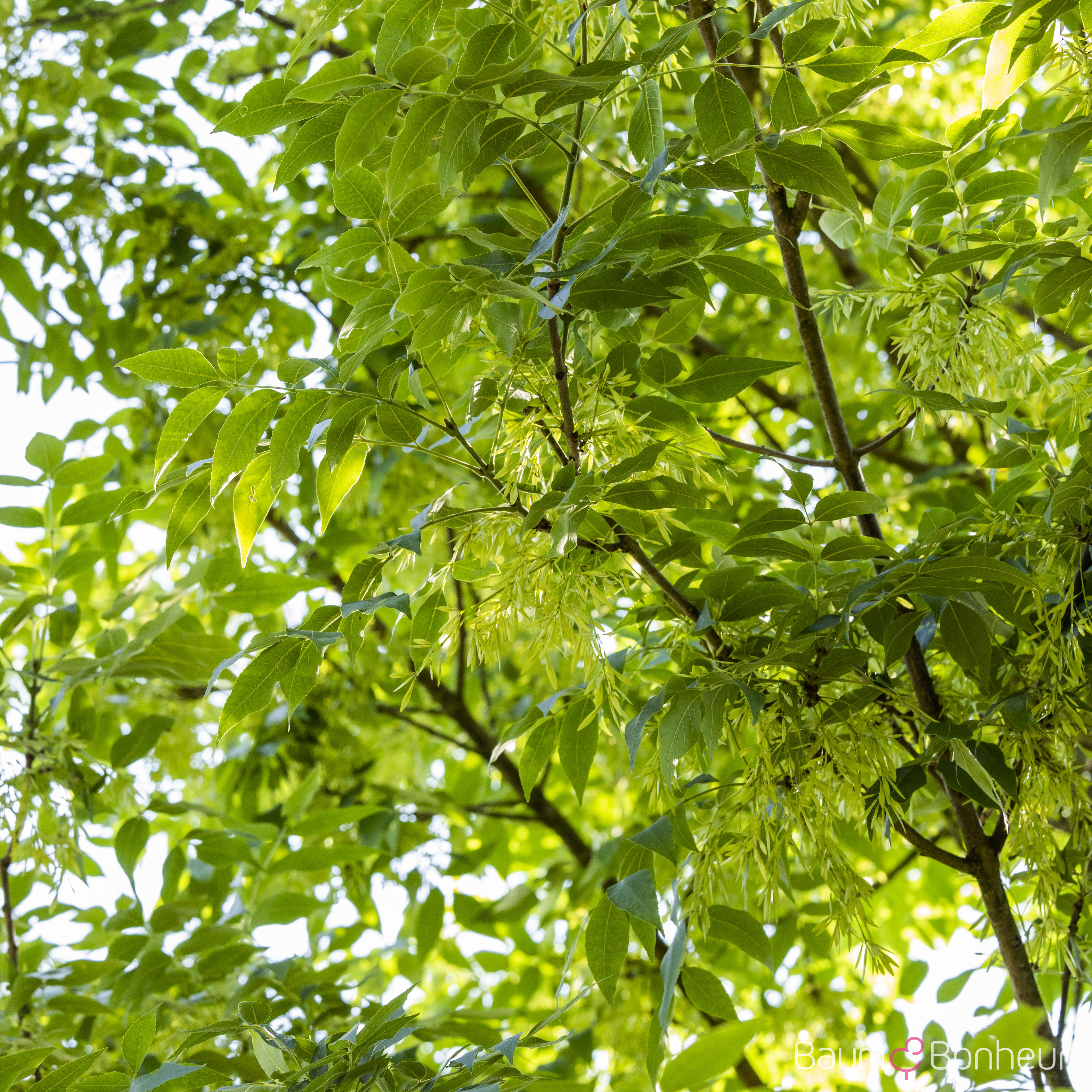 Fraxinus americana