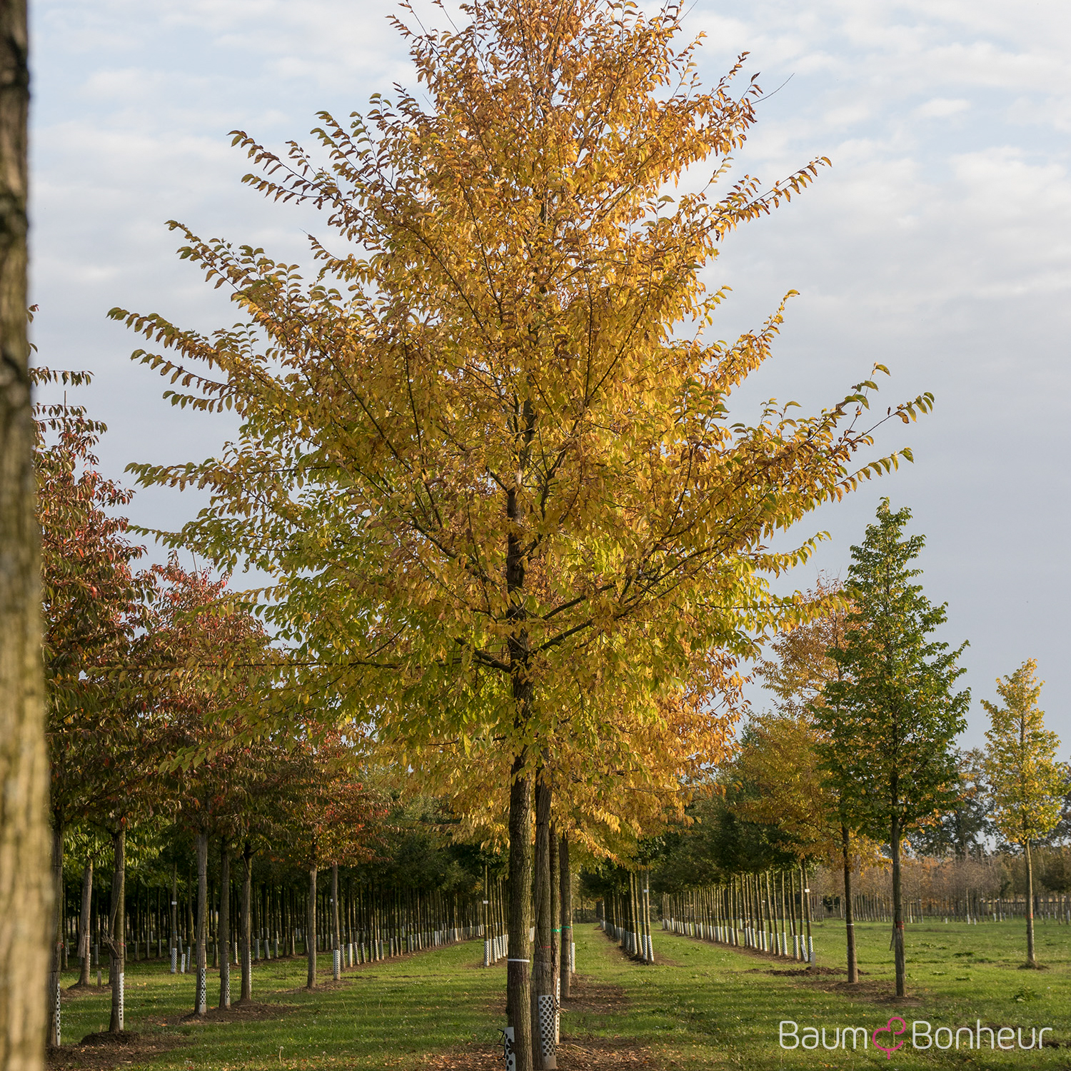Ulmus 'Sapporo Autumn Gold' -S-