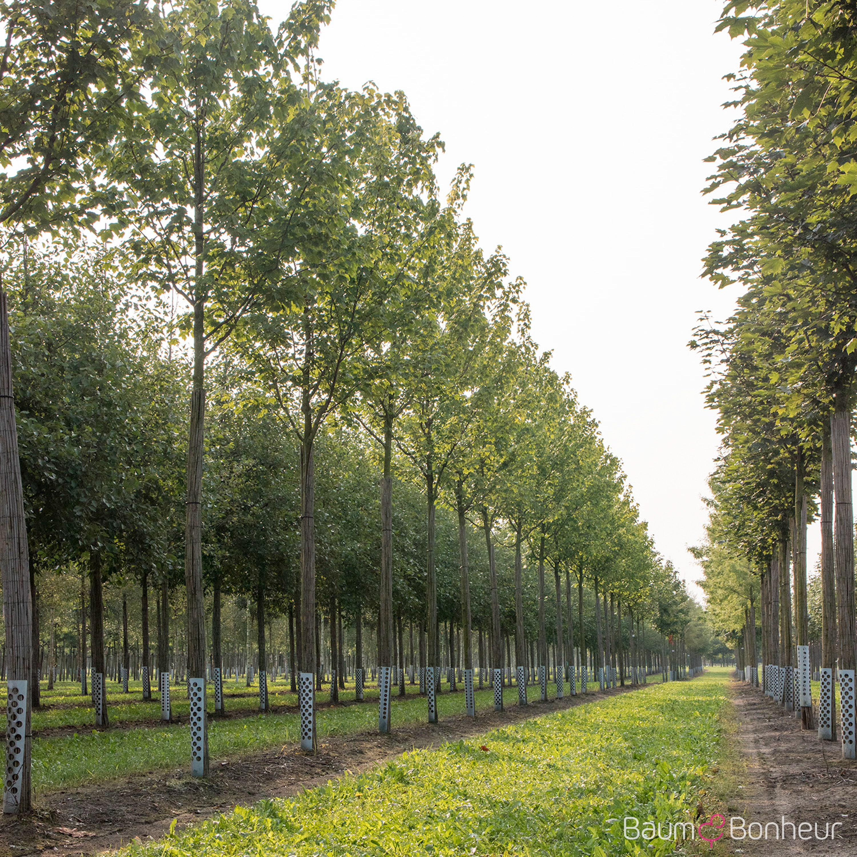 Acer rubrum 'Scanlon'