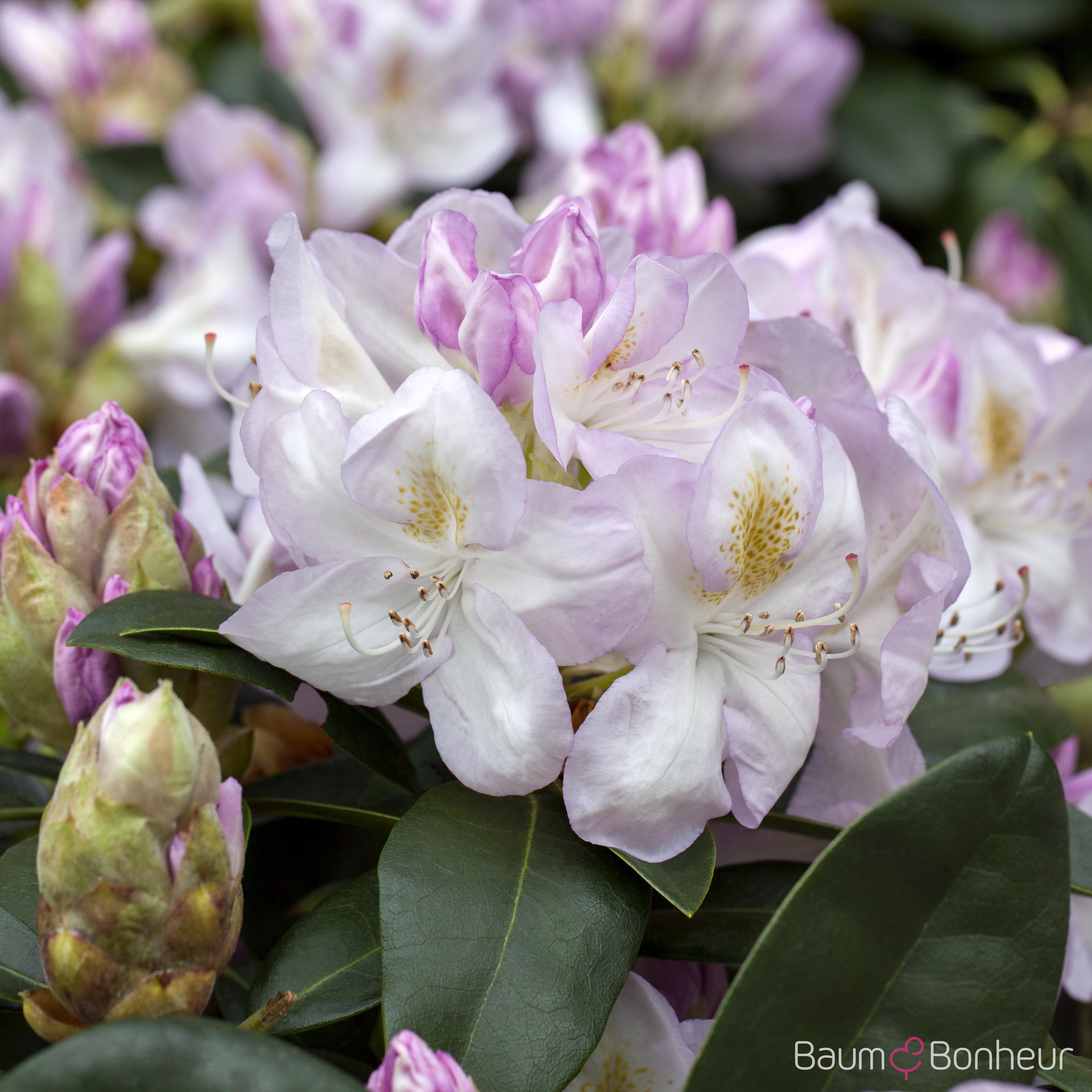 Rhododendron 'Gomer Waterer'