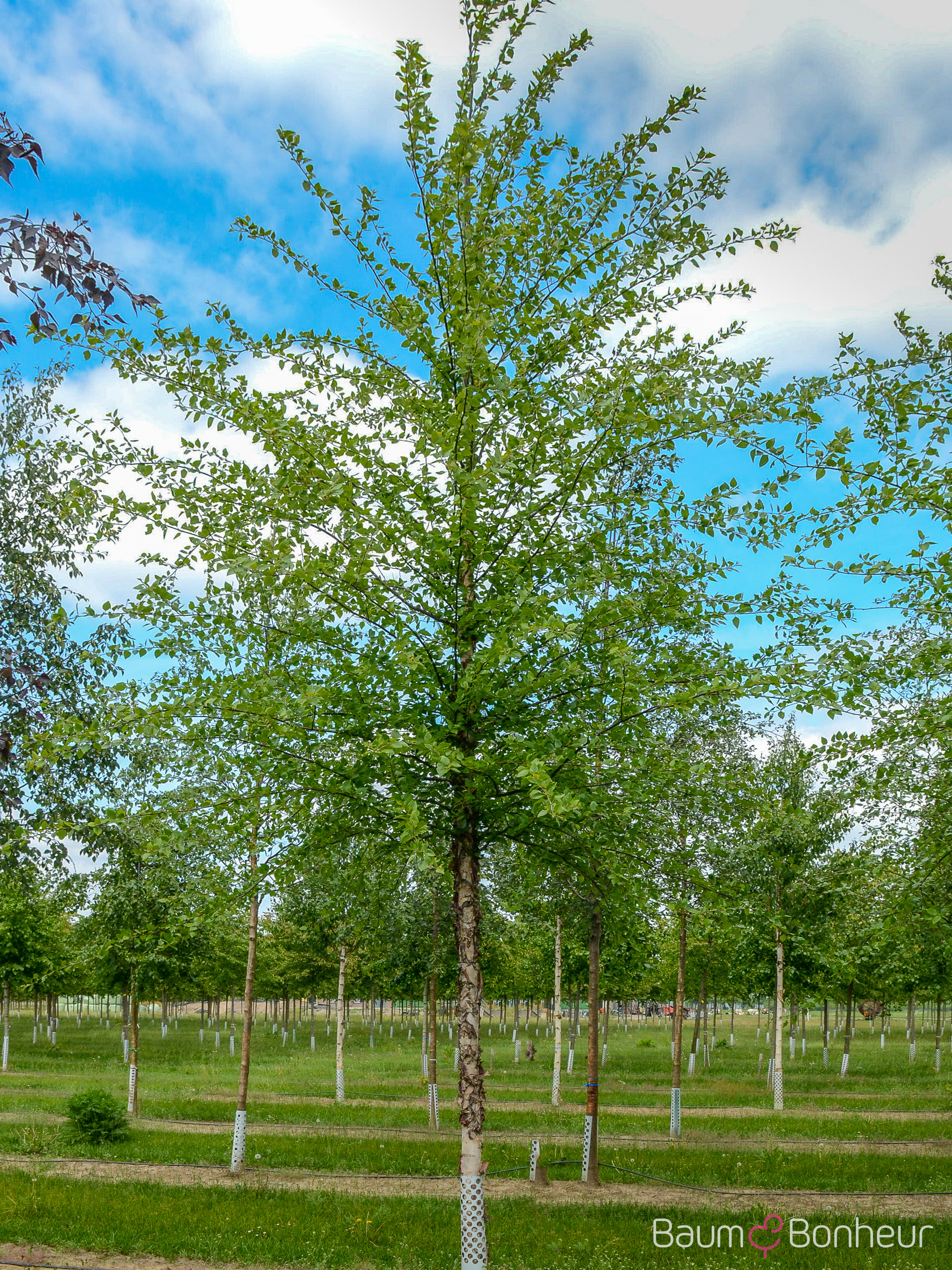 Betula nigra