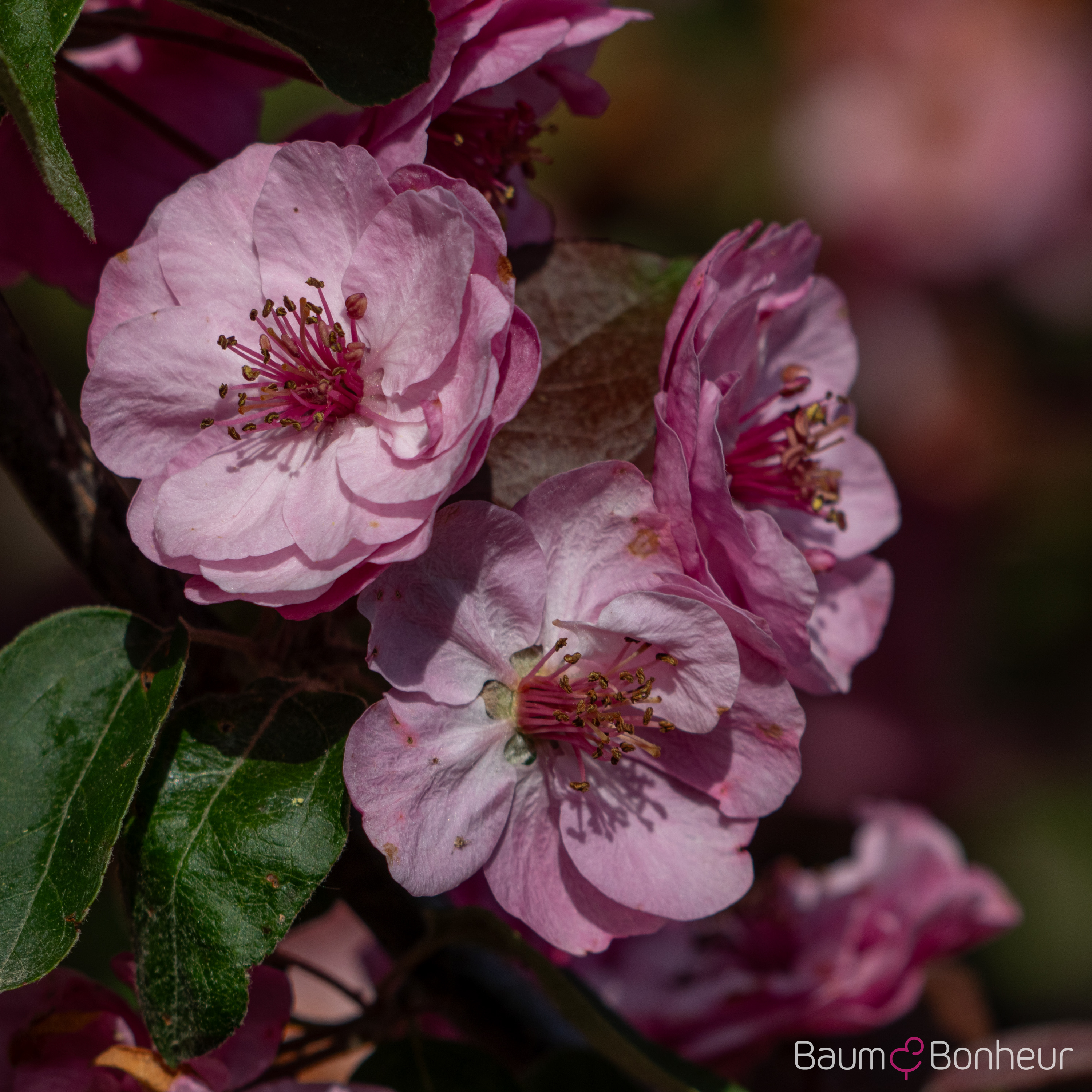 Malus 'Brandy Magic'