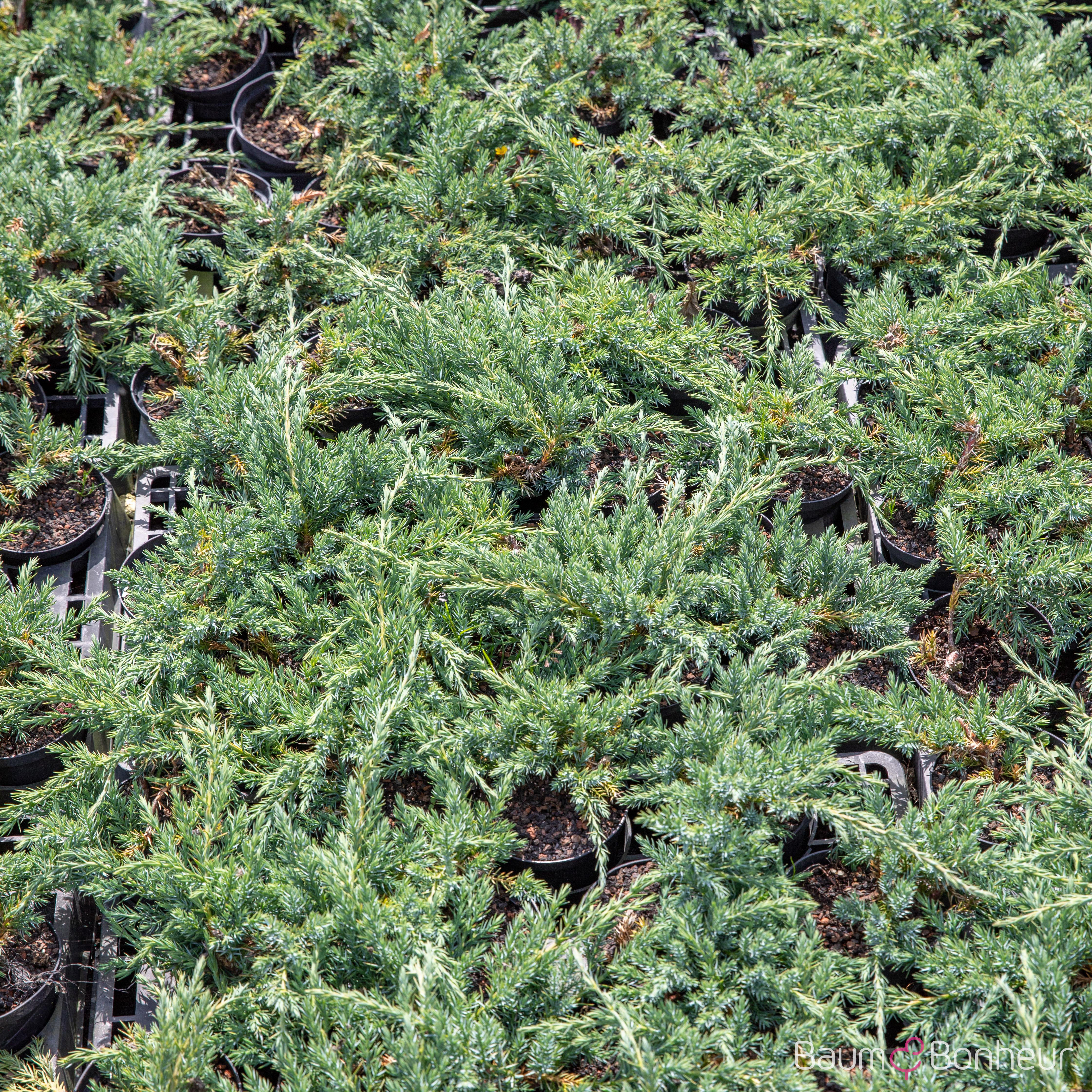 Juniperus horizontalis 'Blue Chip' -R-