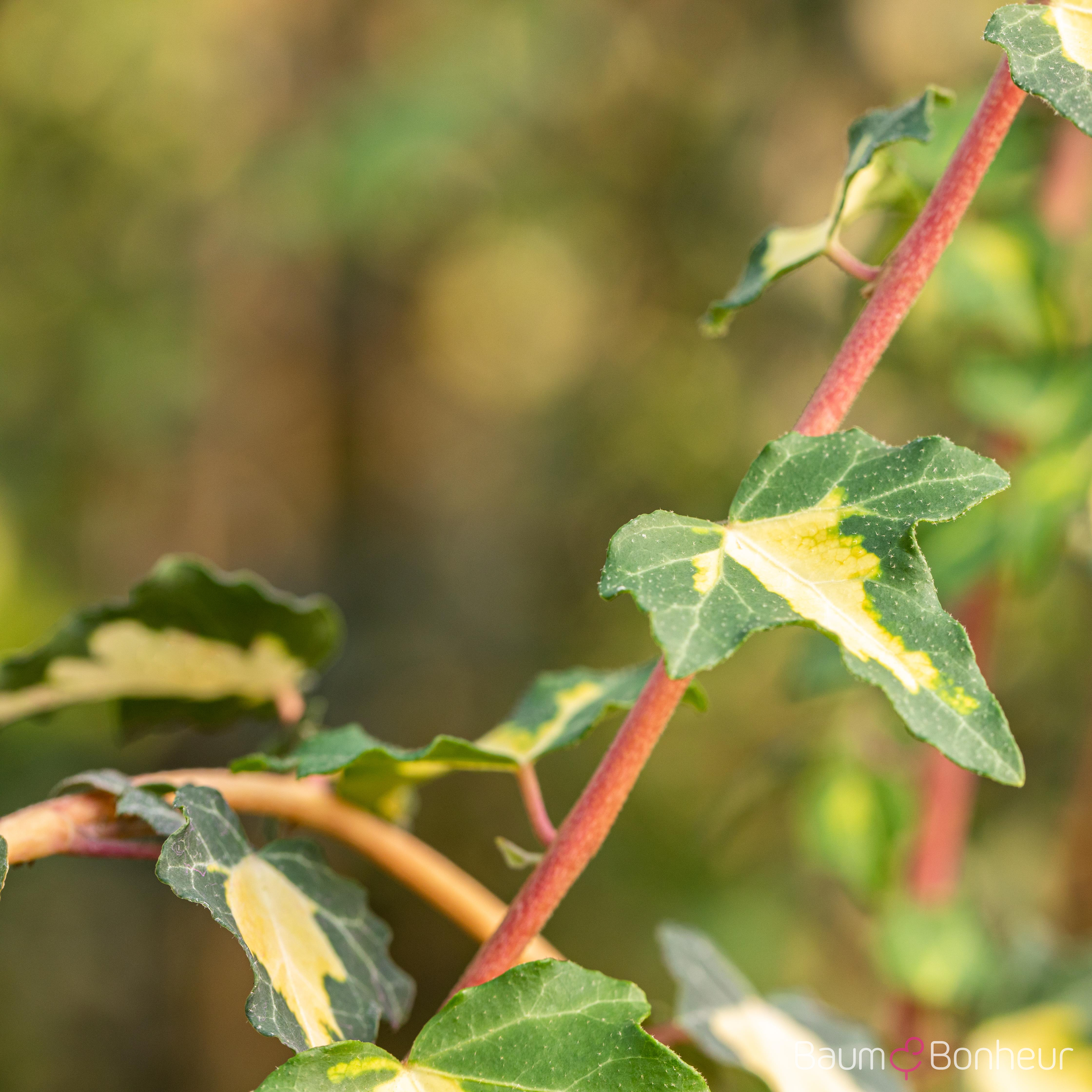 Hedera helix 'Goldheart'