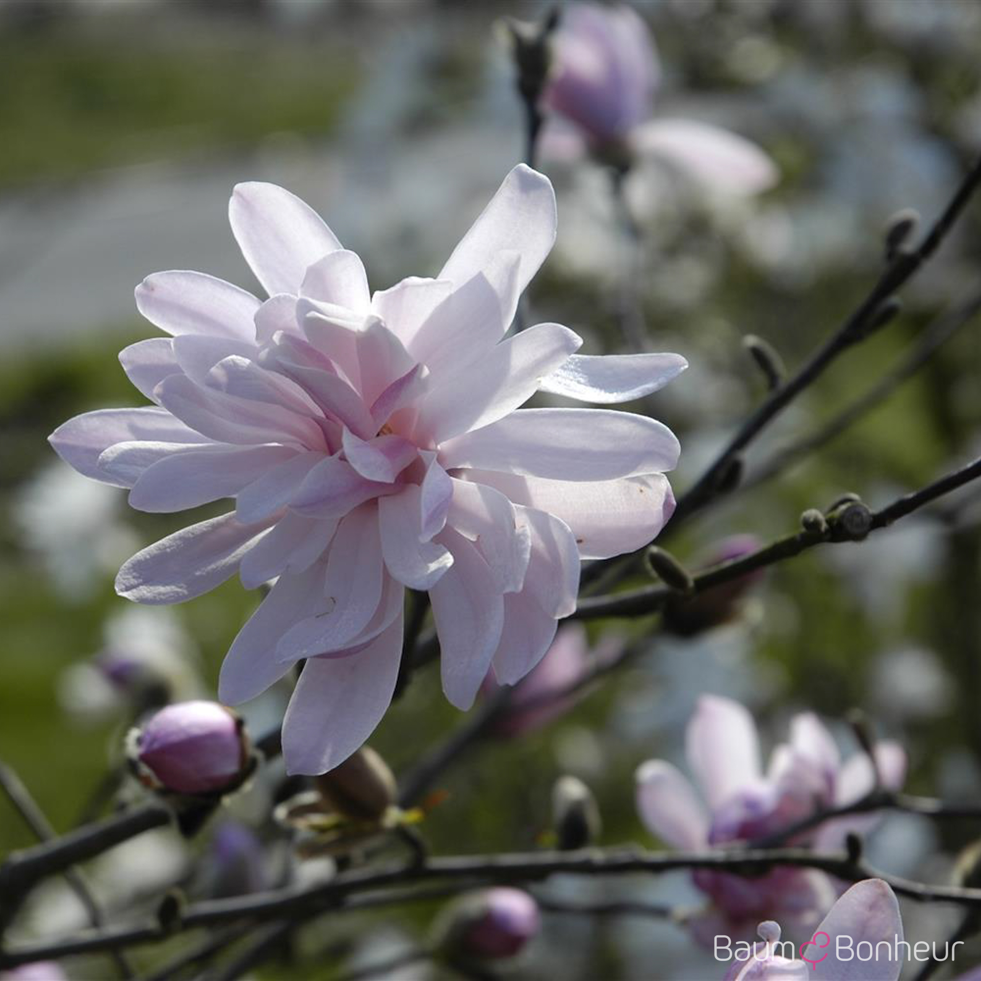 Magnolia stellata 'George Henry Kern'
