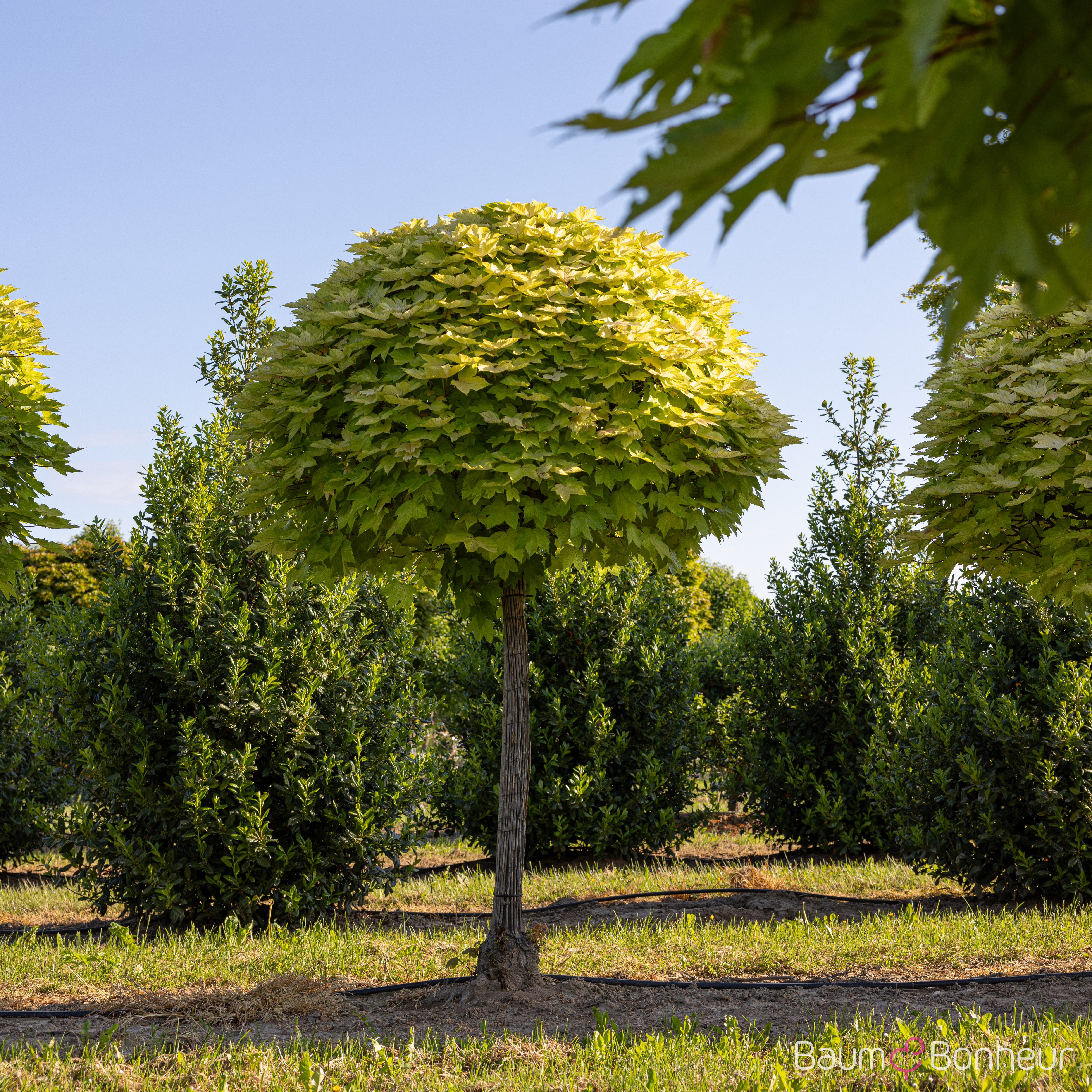Acer pseudoplatanus 'Brilliantissimum'