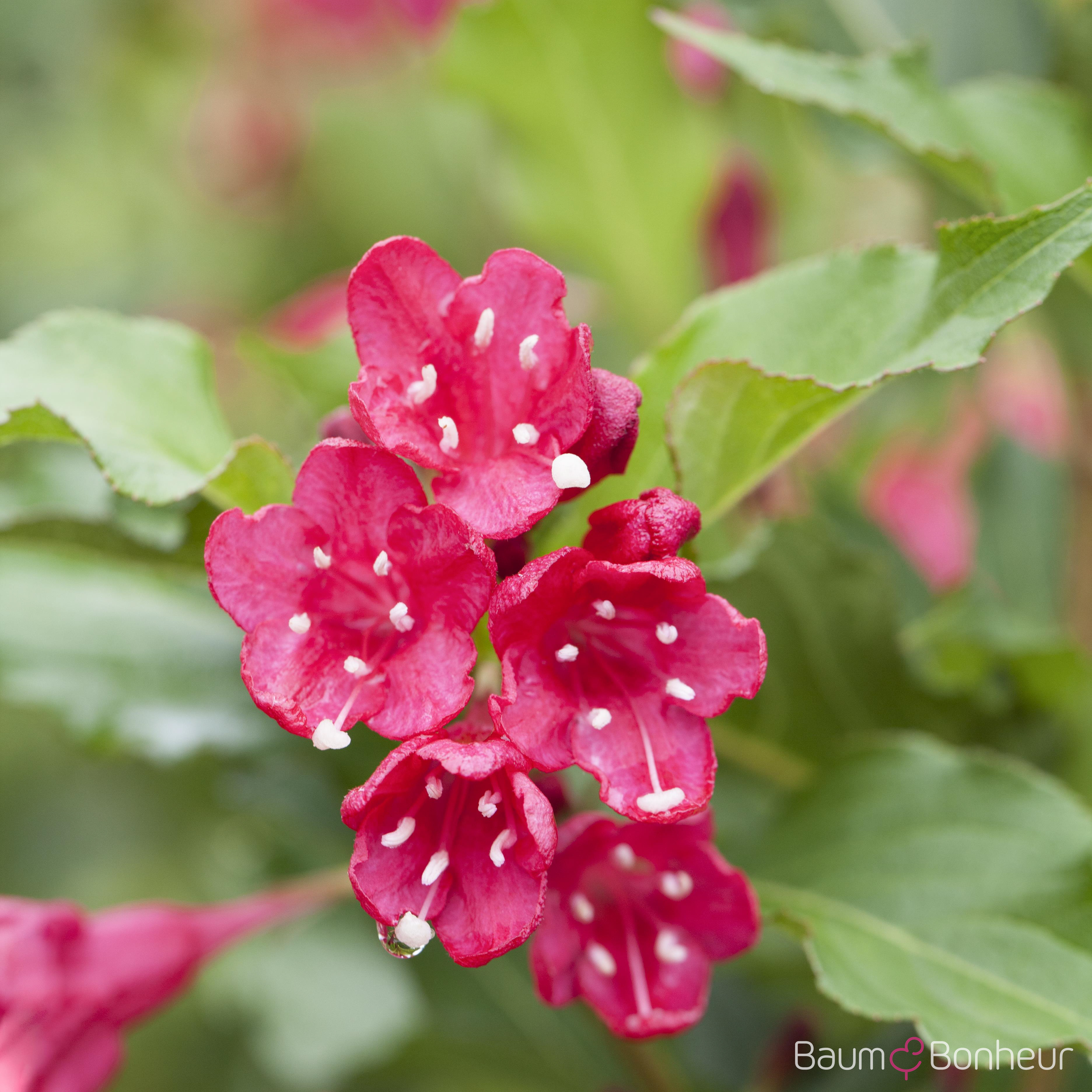 Weigela 'Red Prince'