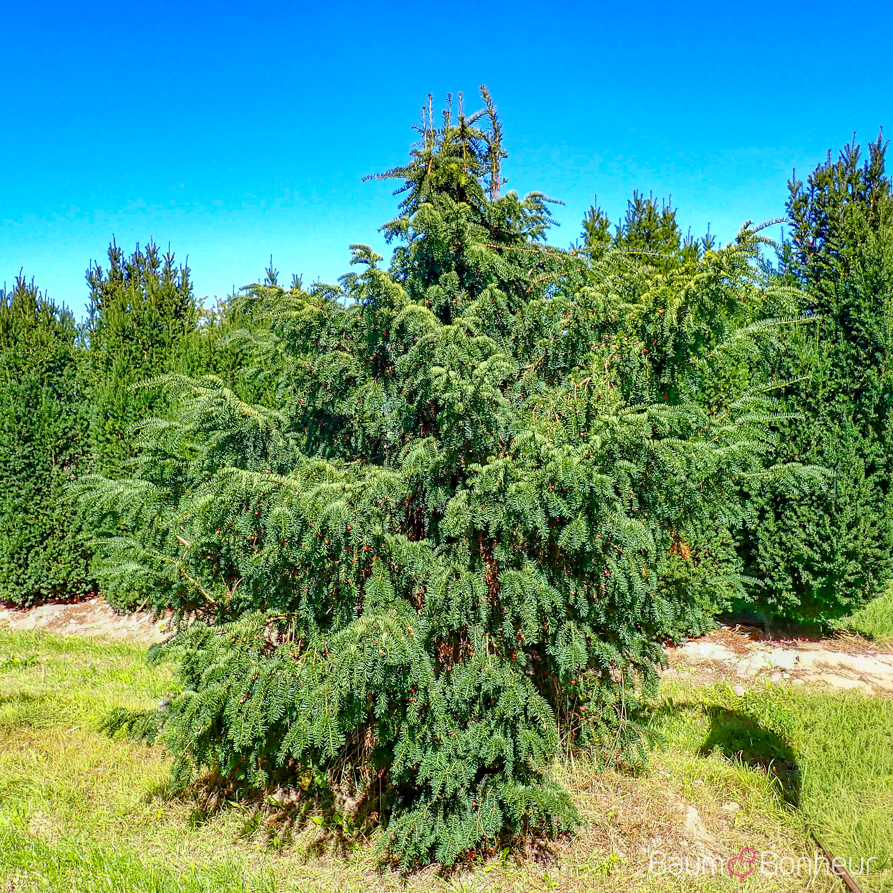 Taxus baccata 'Dovastoniana'
