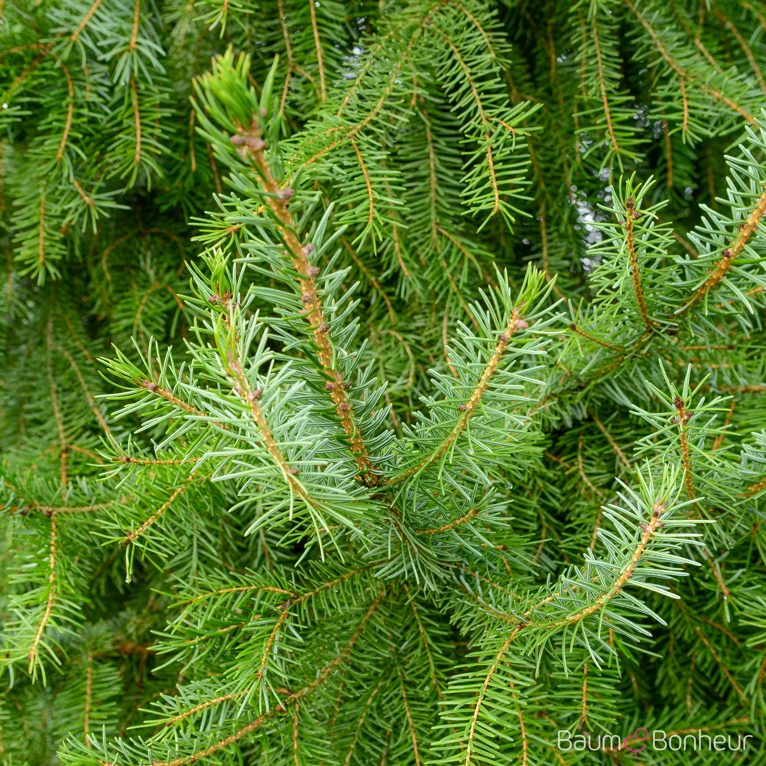 Picea omorika