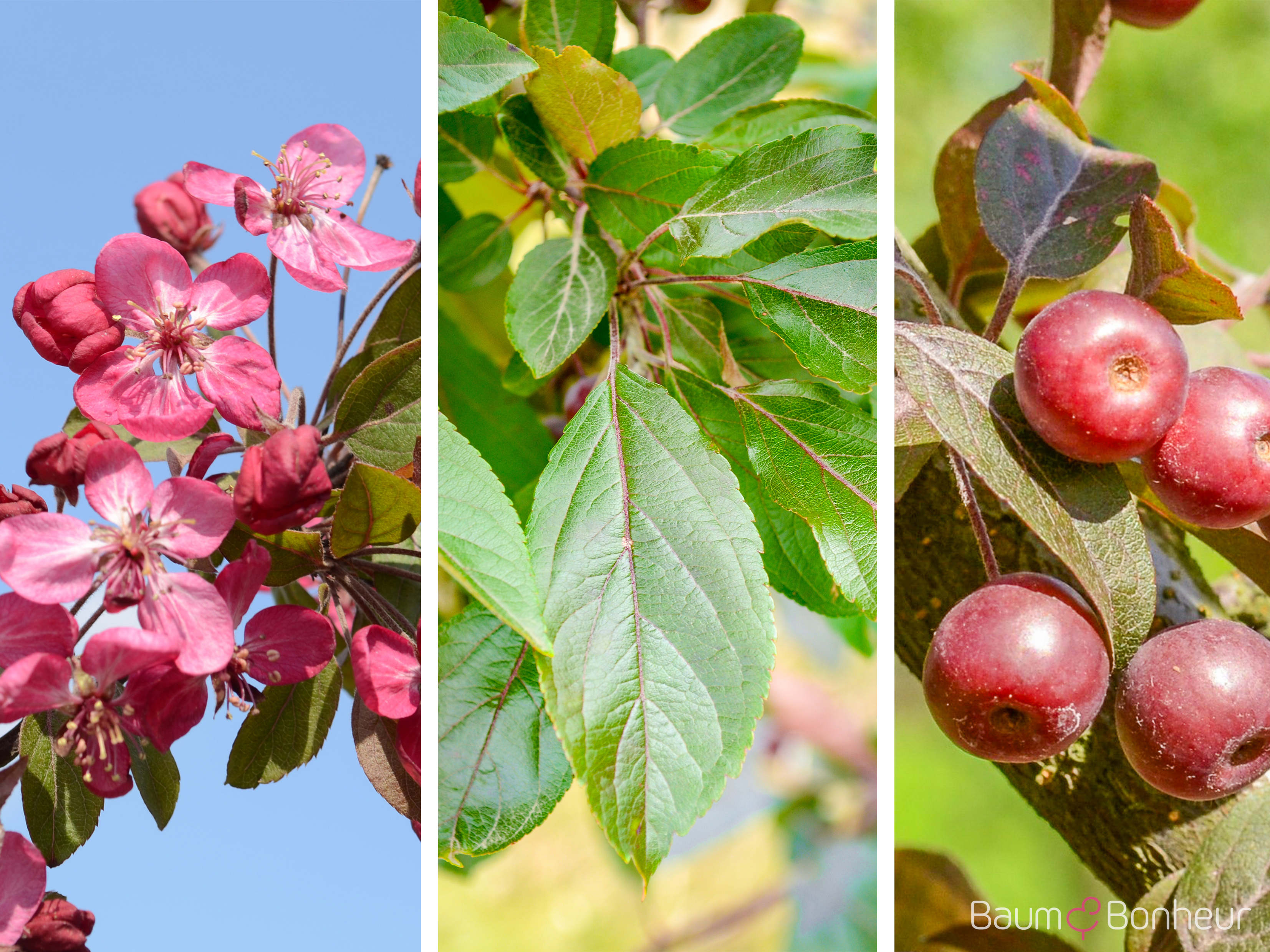 Malus 'Coccinella'
