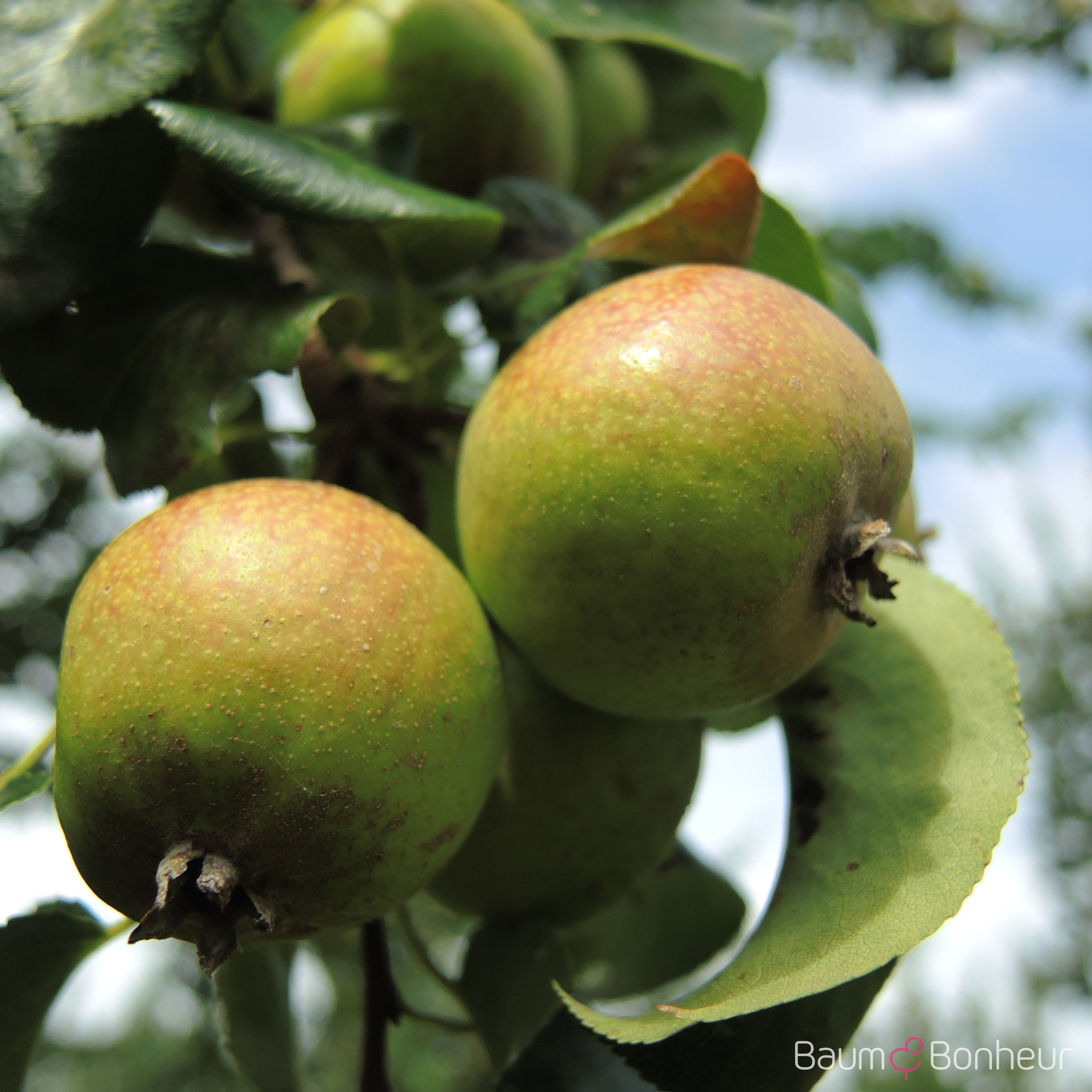 Pyrus communis 'Beech Hill'