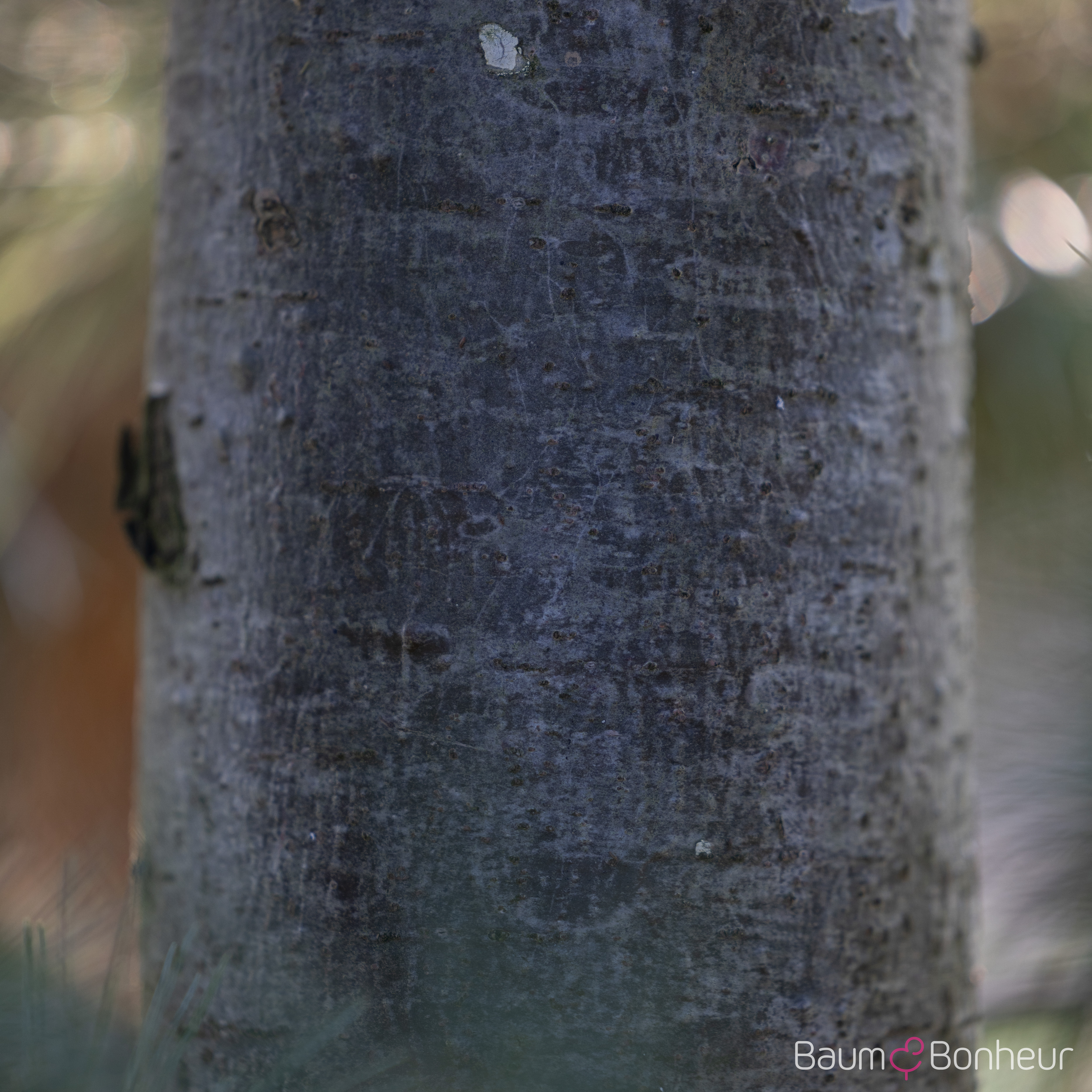 Pinus strobus 'Macopin'