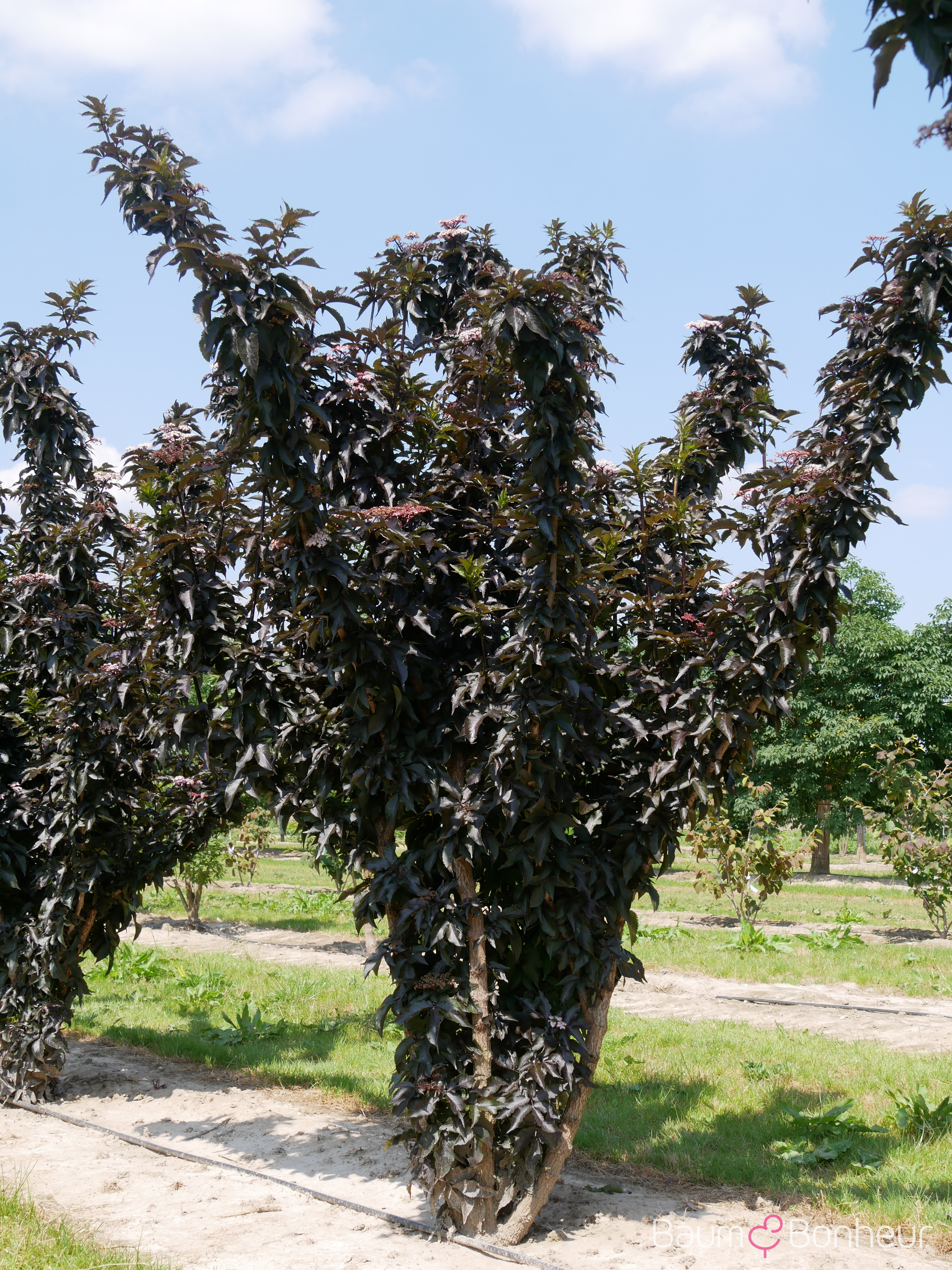 Sambucus nigra 'Black Tower' -R-