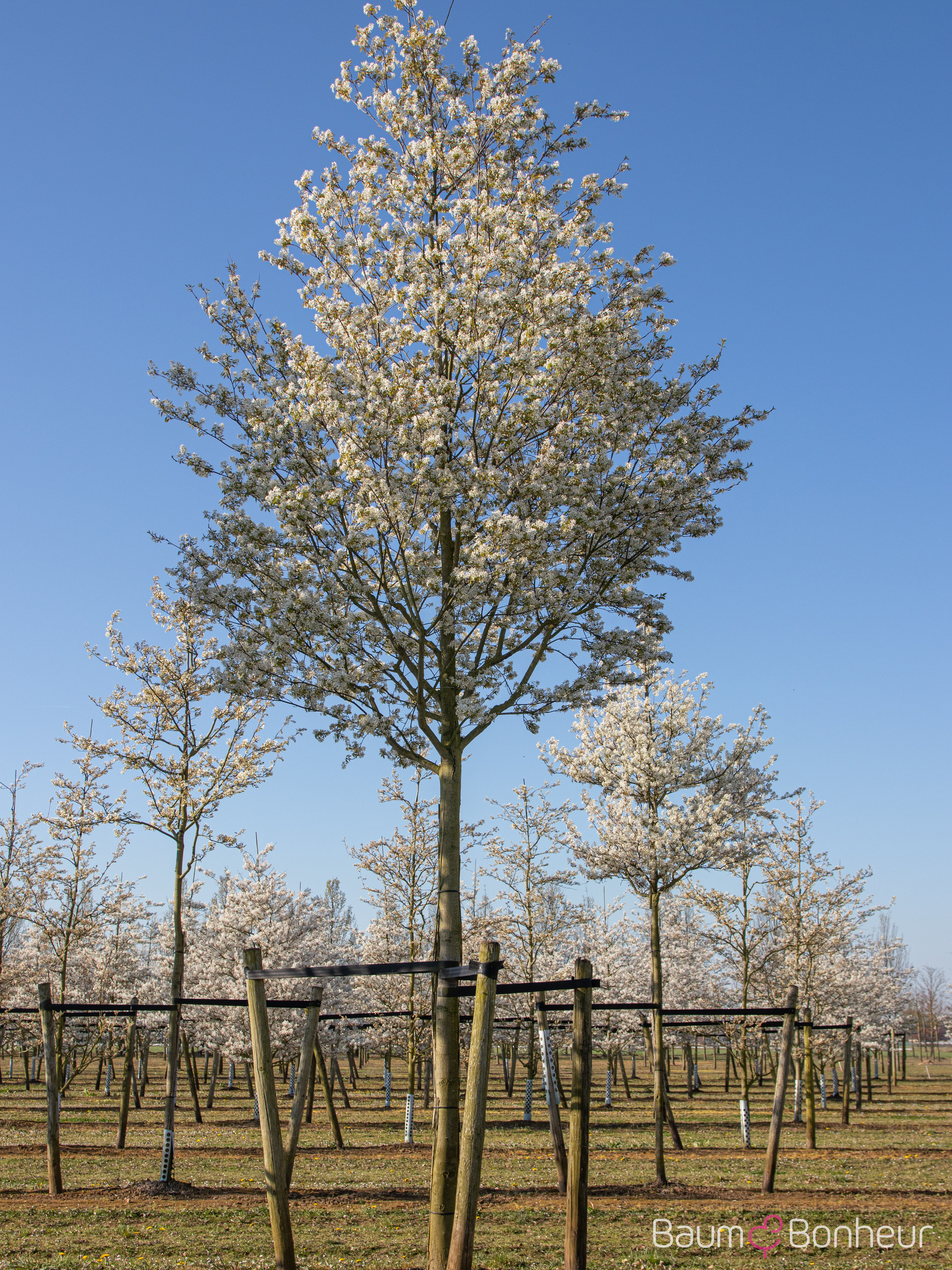 Amelanchier arborea 'Robin Hill'