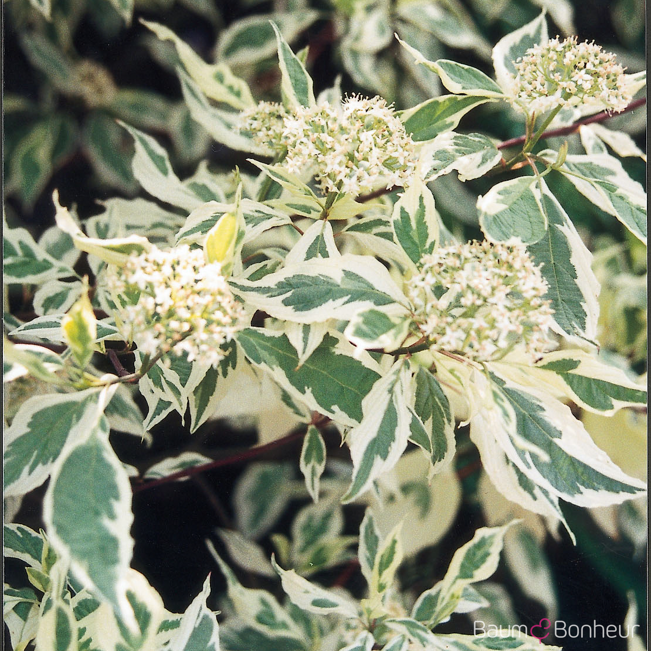 Cornus alba 'Elegantissima'