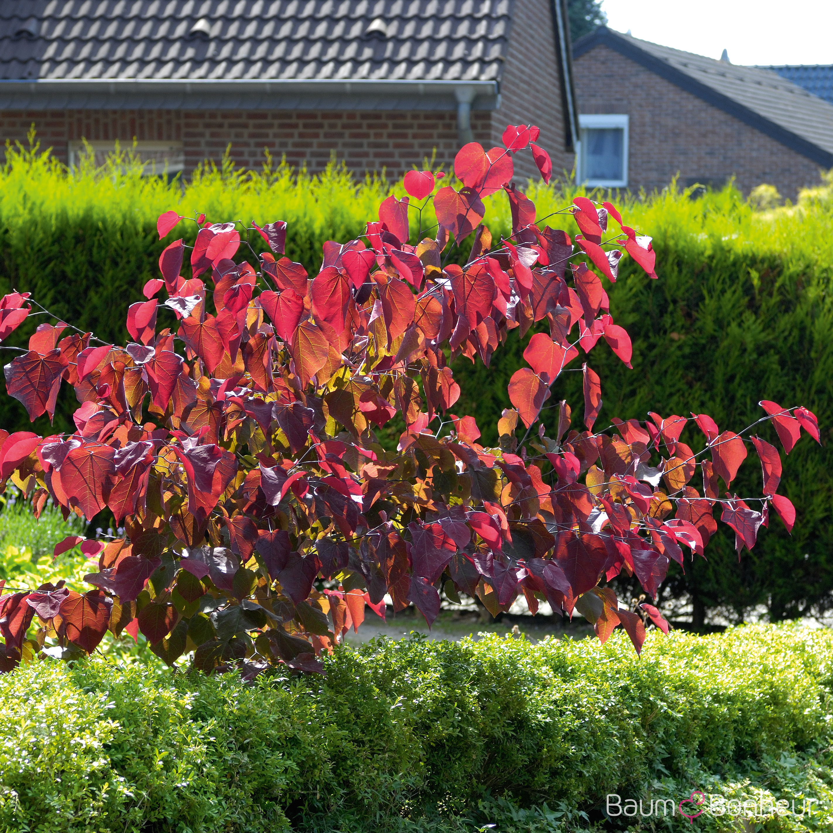 Cercis canadensis 'Forest Pansy'