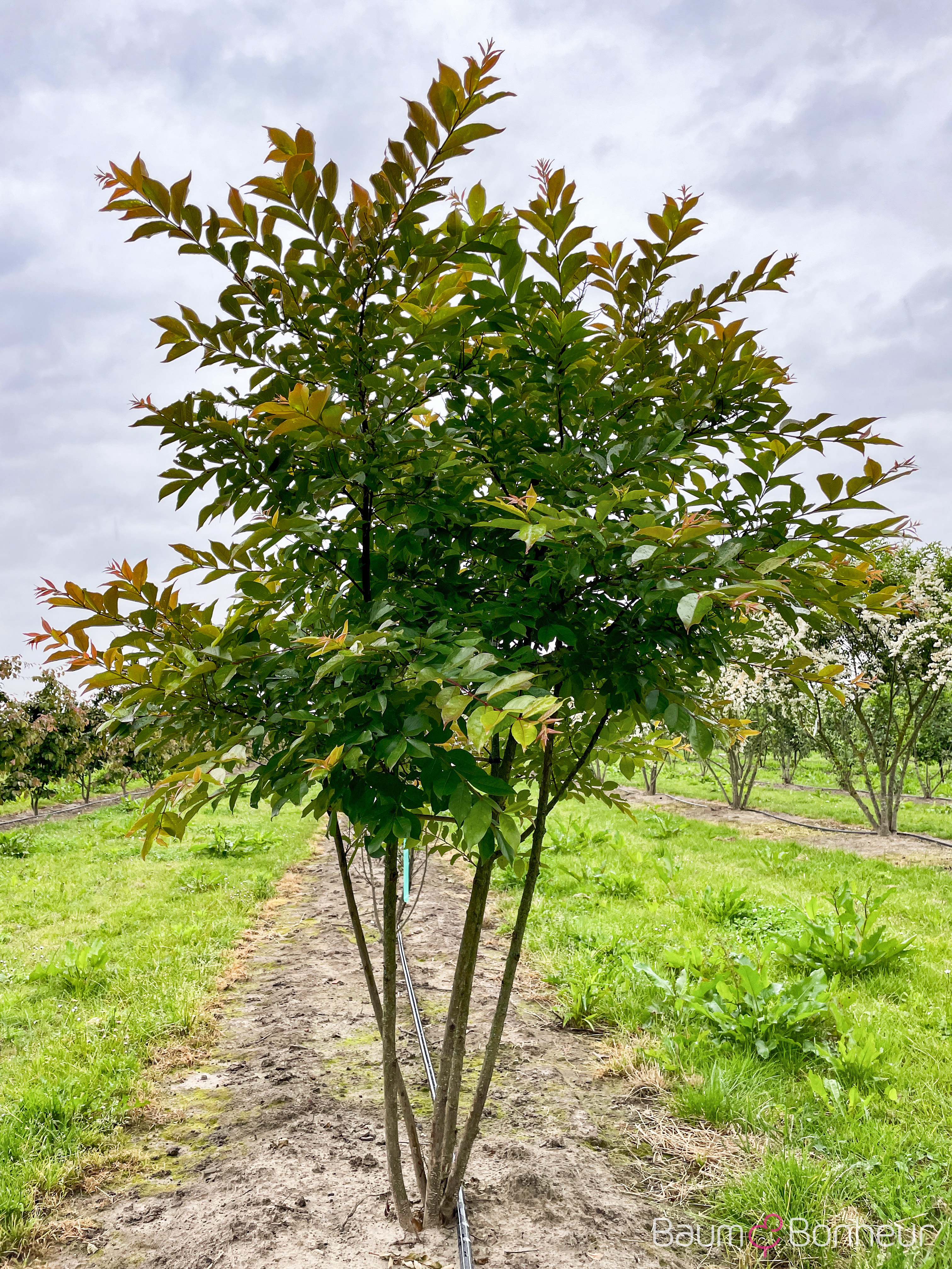 Lagerstroemia indica 'Natchez'