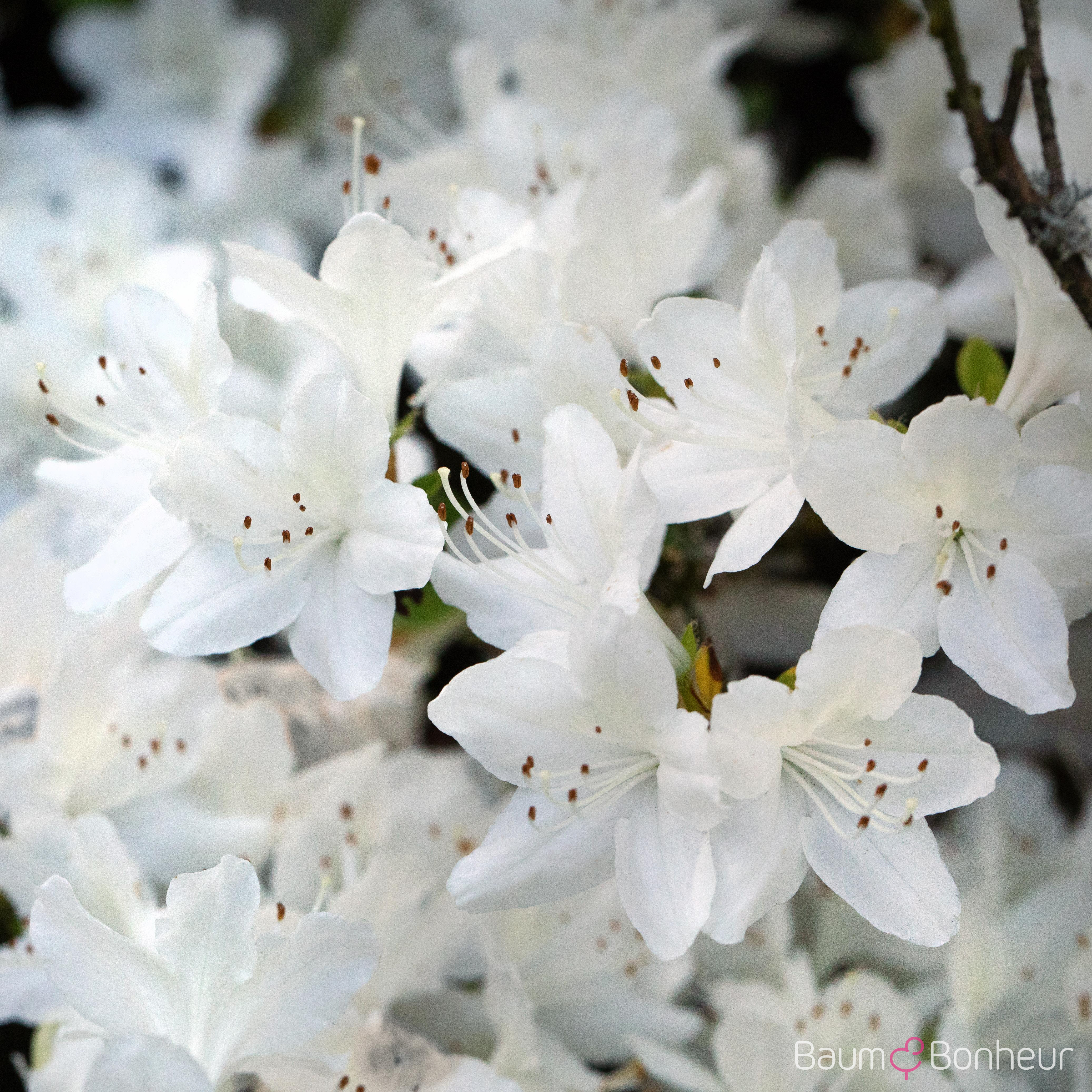 Rhododendron obtusum 'Schneeglanz'