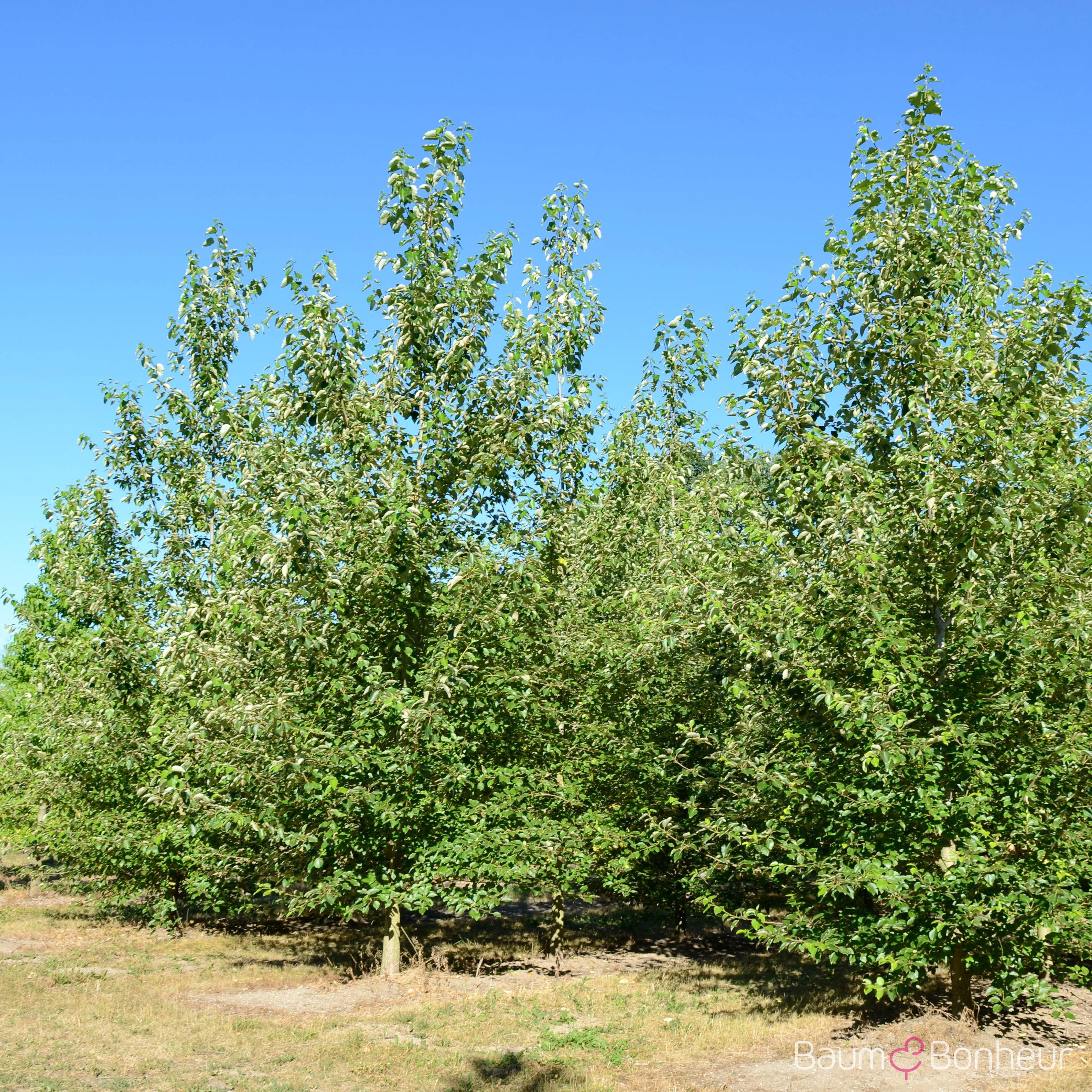 Populus berolinensis