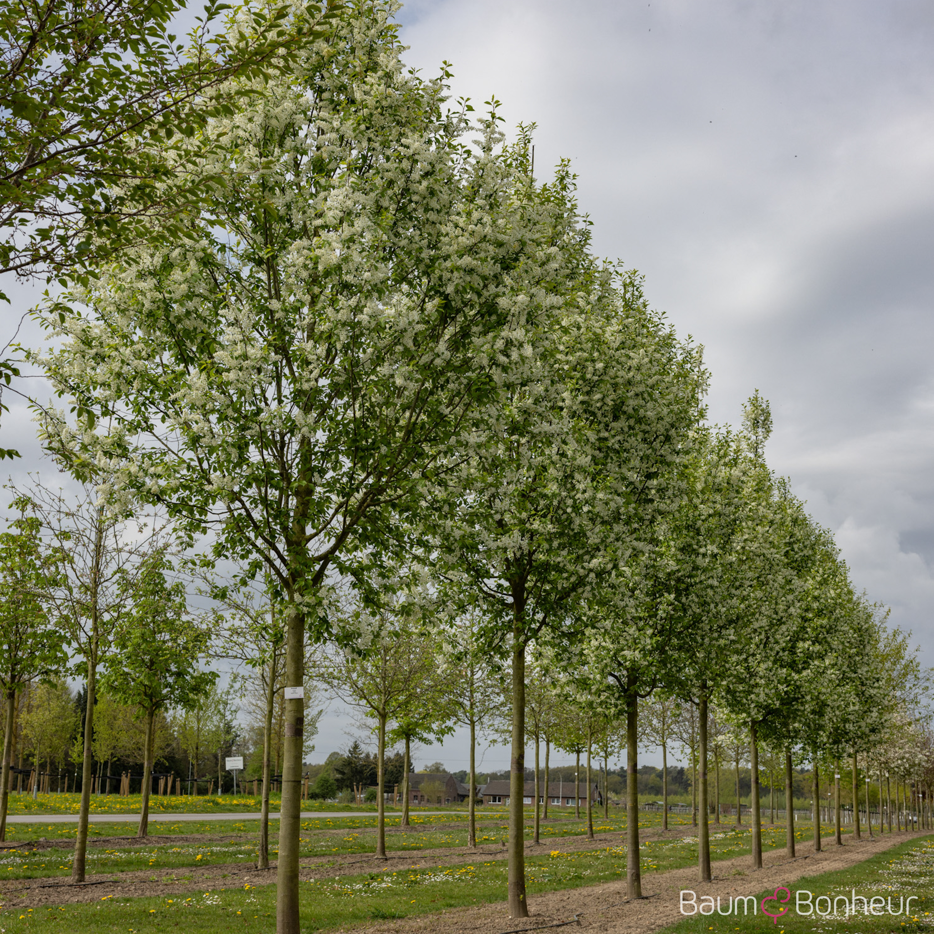 Prunus padus 'Schloss Tiefurt'