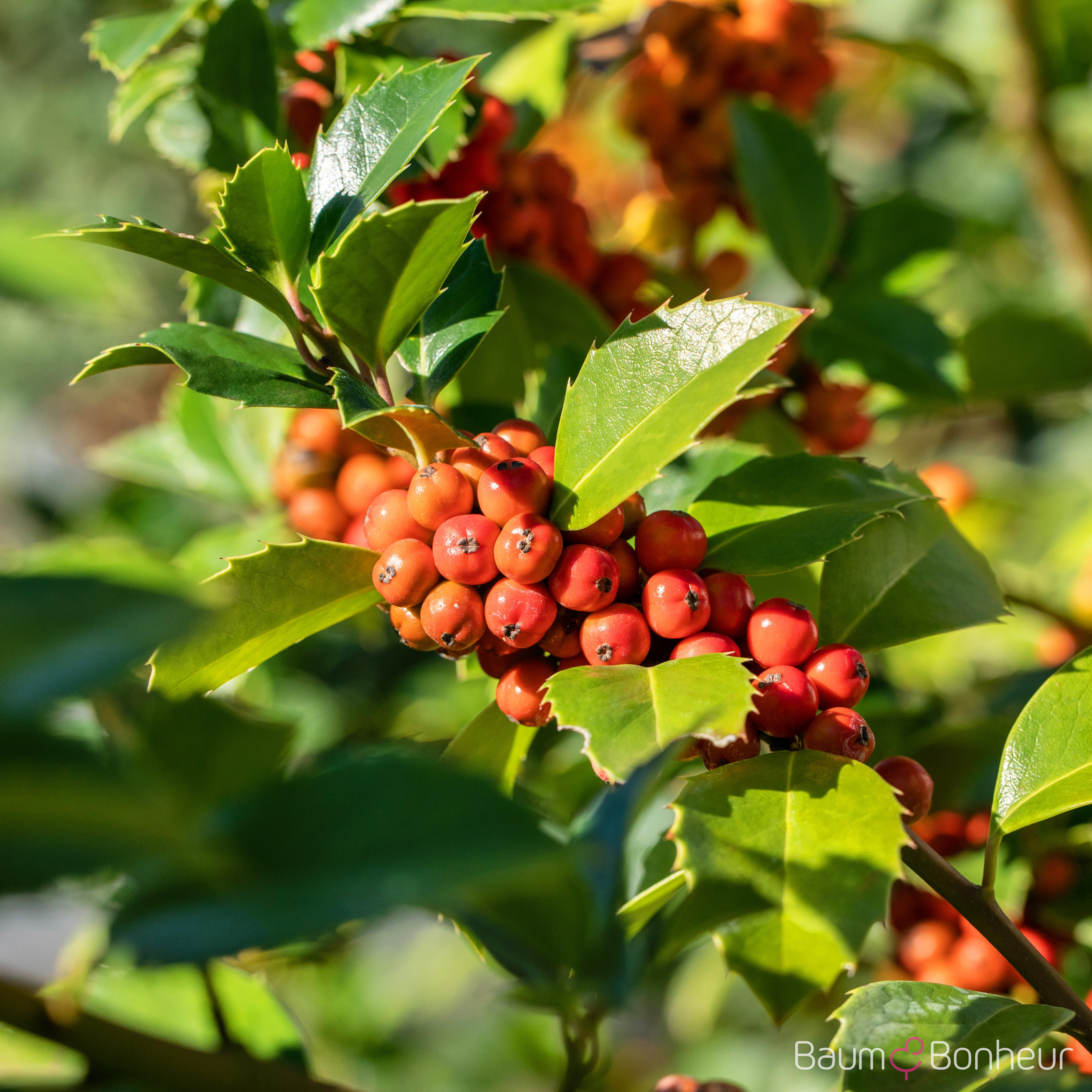Ilex meserveae 'Heckenfee'®