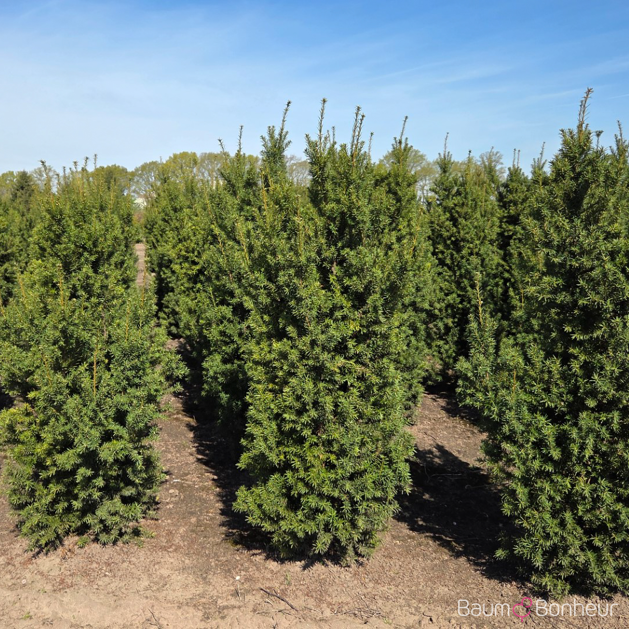 Taxus media 'Hicksii'