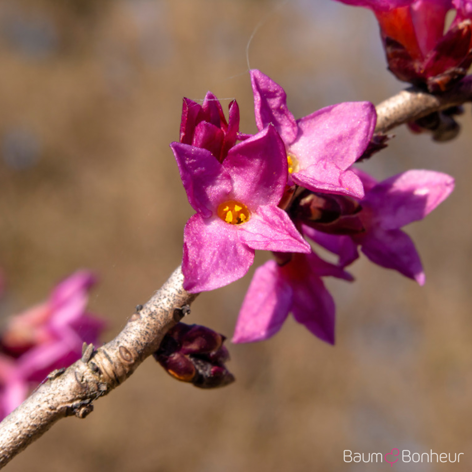 Daphne mezereum
