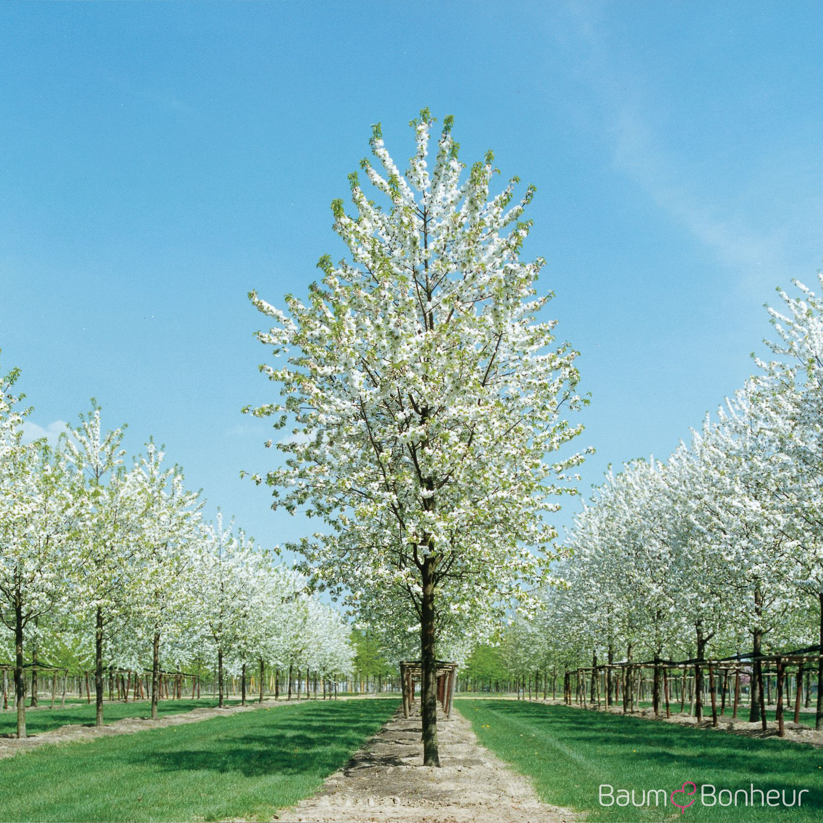 Prunus avium 'Plena'