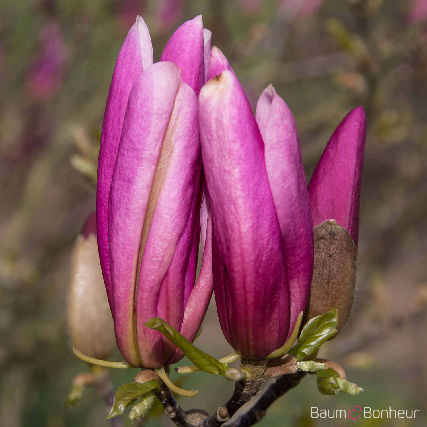 Magnolia liliflora 'Nigra'