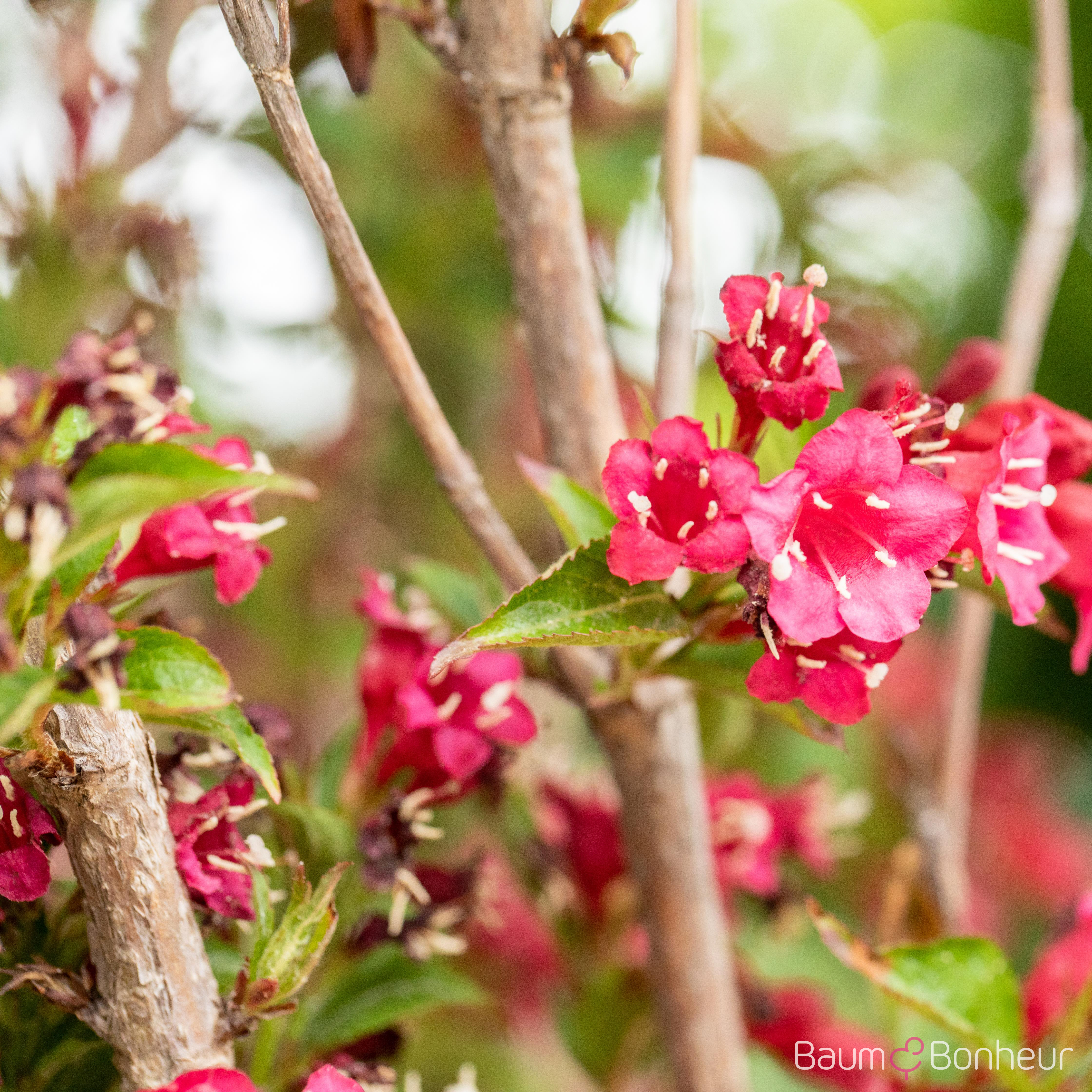 Weigela 'Eva Rathke'