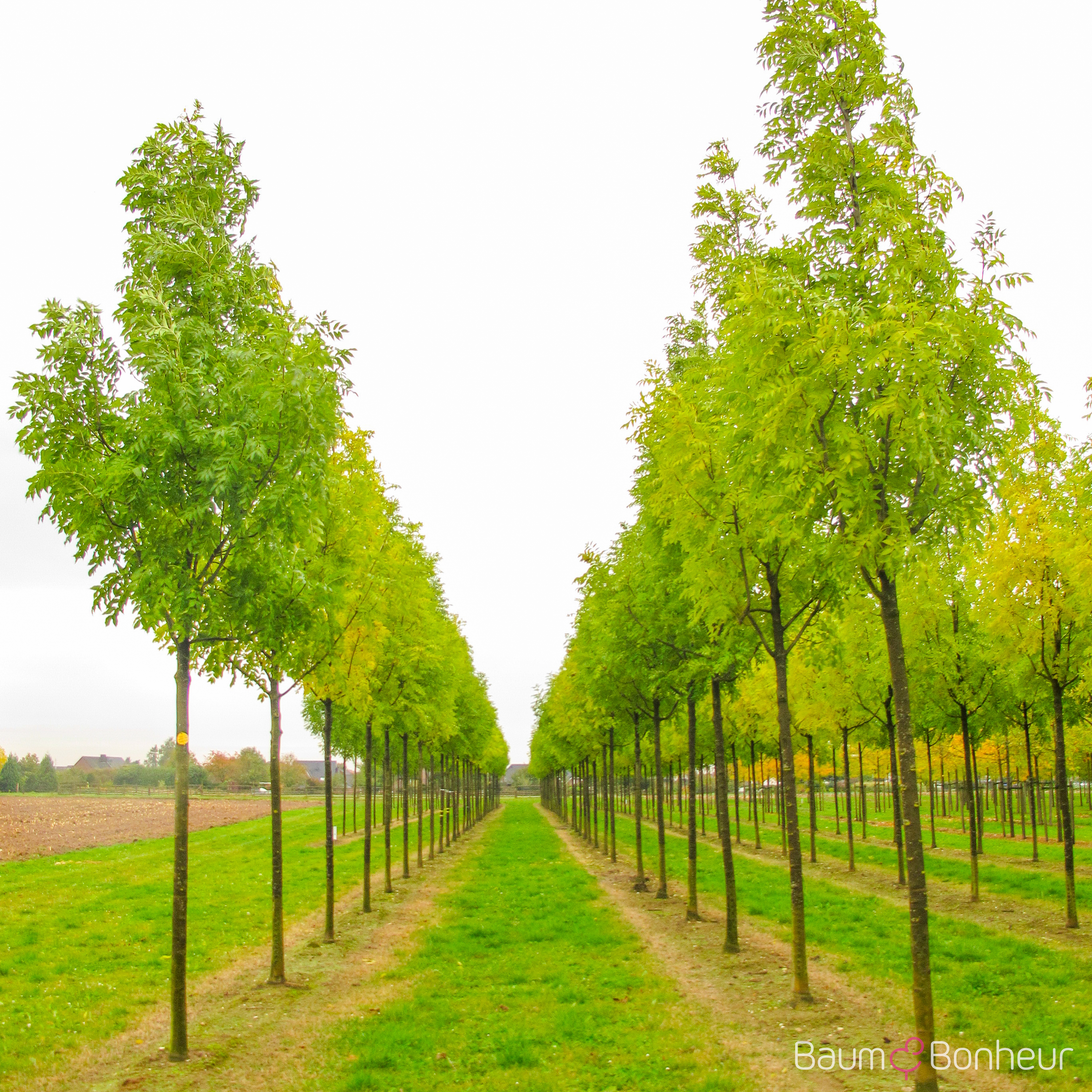 Fraxinus excelsior 'Westhof's Glorie'
